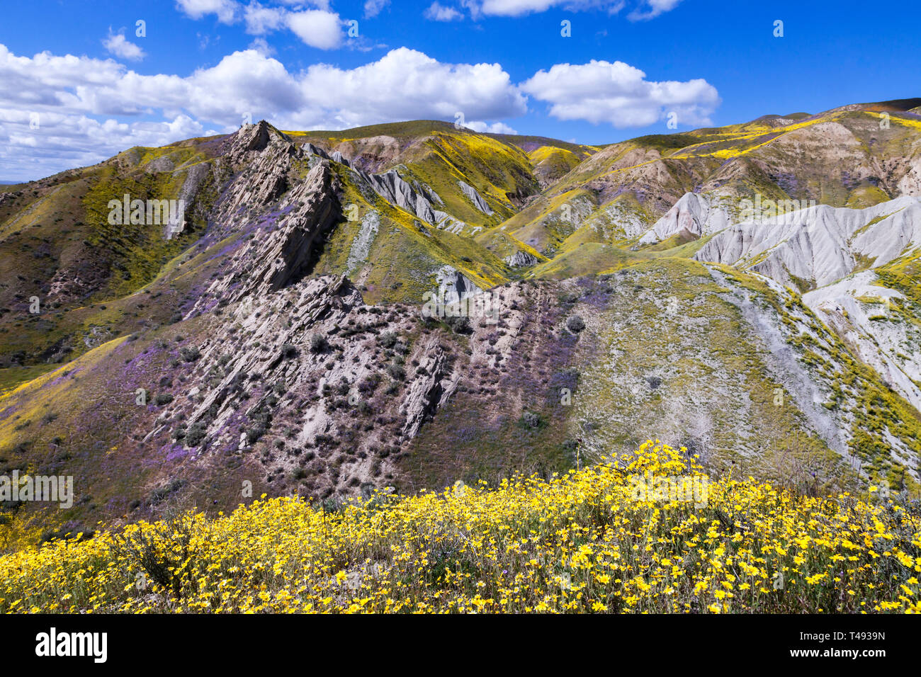 Fleurs sauvages couvrir un affleurement le long le long de la plage de temblor au Carrizo Plain National Monument. Banque D'Images