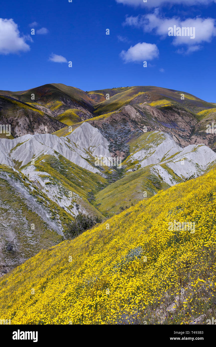 Fleurs sauvages et d'exposés sur l'affleurement à la gamme temblor Carrizo Plain National Monument. Banque D'Images