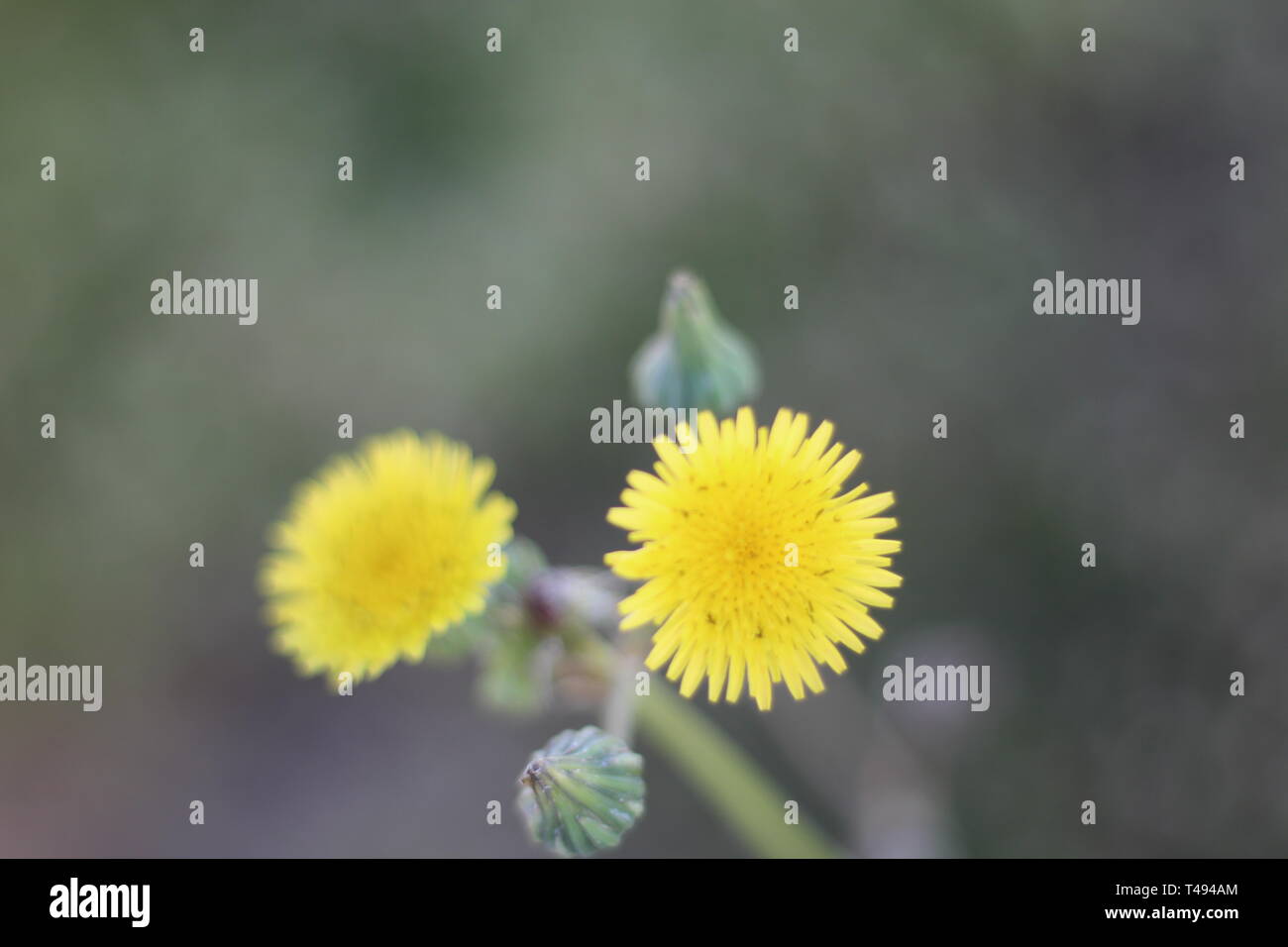 Fleurs jaunes en fleur Banque D'Images