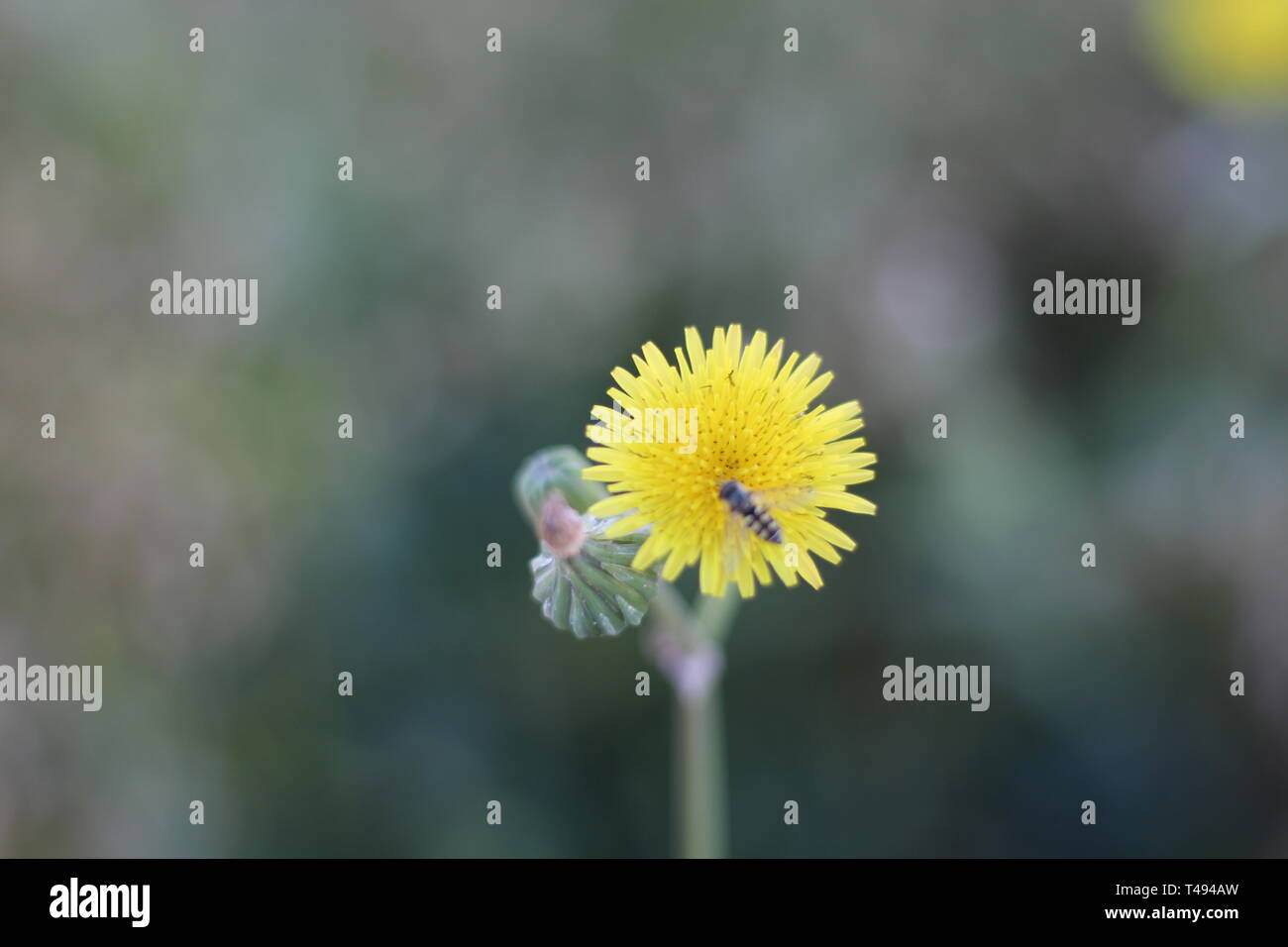 Fleurs jaunes en fleur Banque D'Images