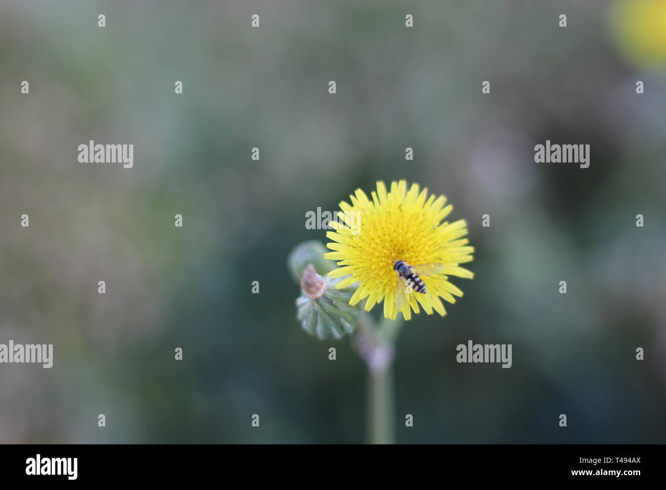 Fleurs jaunes en fleur Banque D'Images