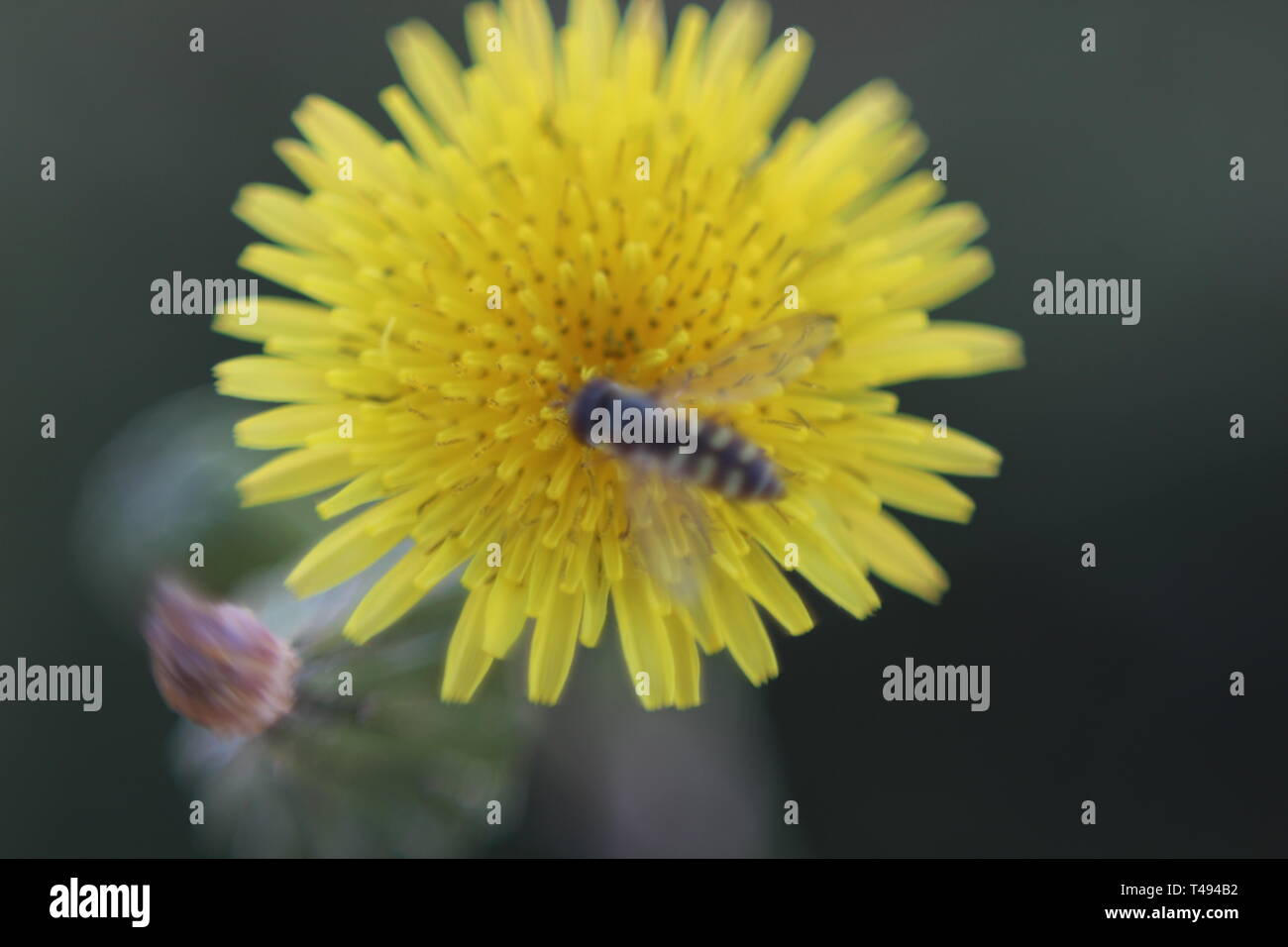 Fleurs jaunes en fleur Banque D'Images
