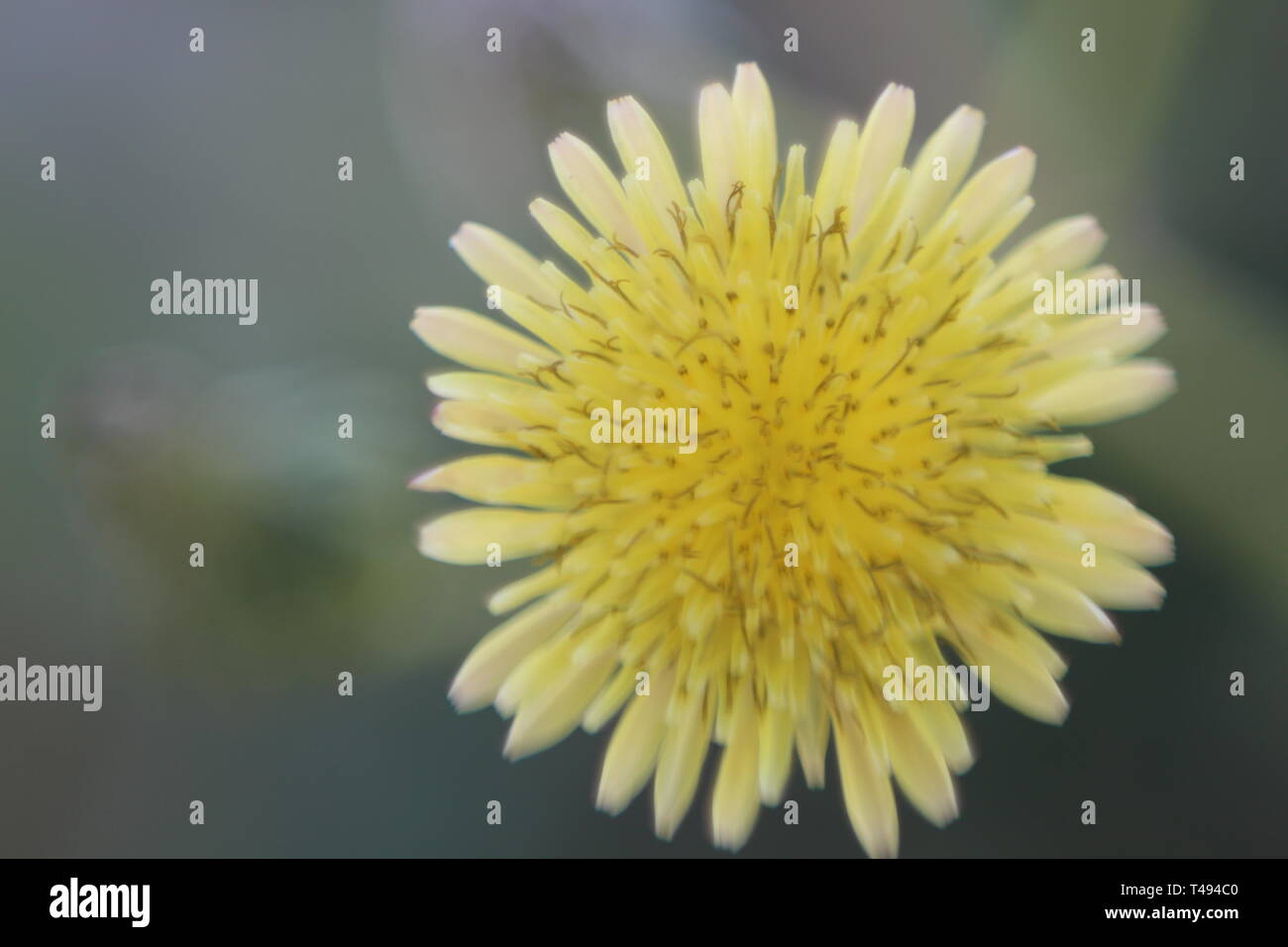 Fleurs jaunes en fleur Banque D'Images