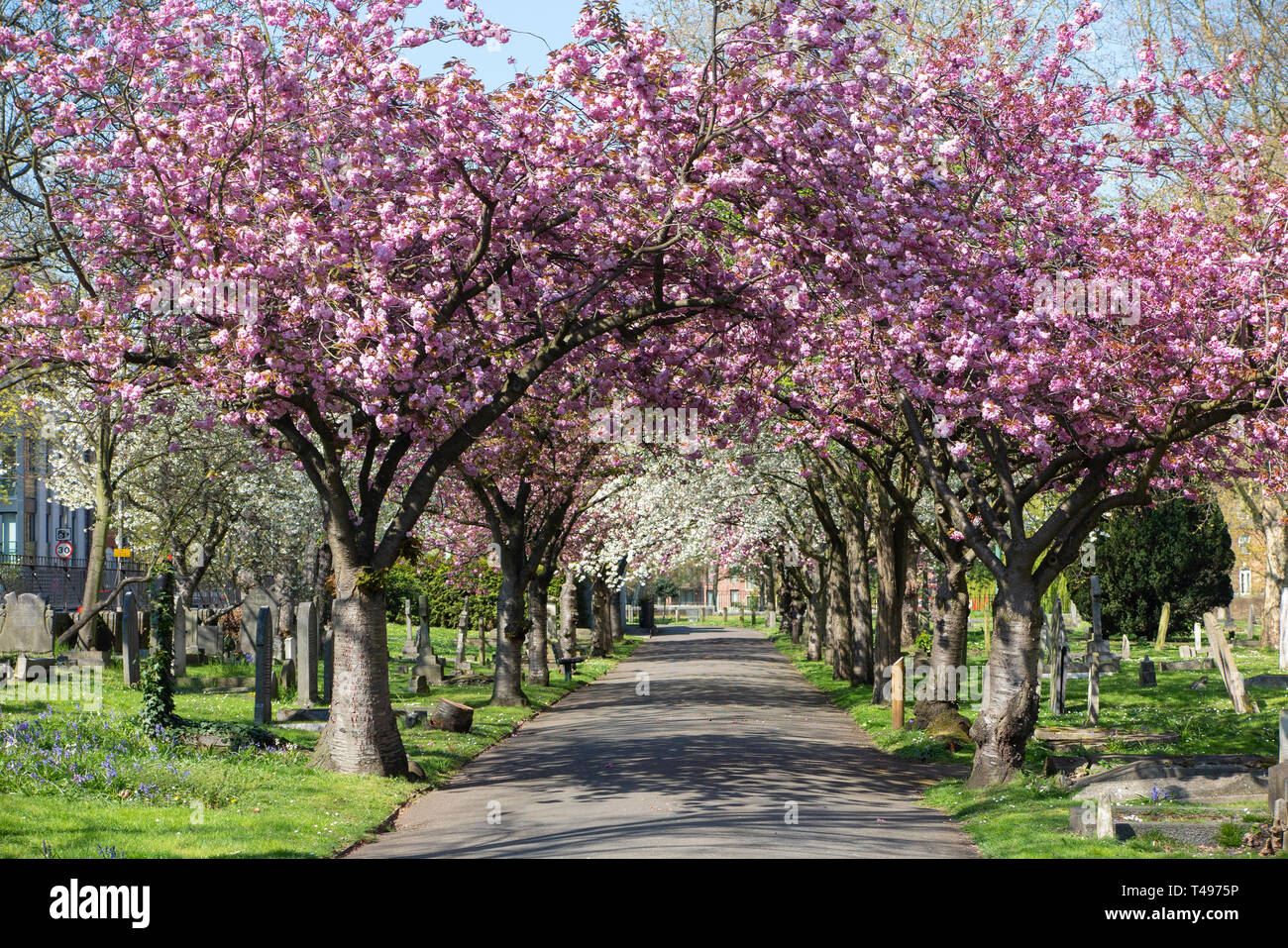 De beaux arbres en fleurs formant une canopée à St Mary's à Wandsworth, Londres Banque D'Images