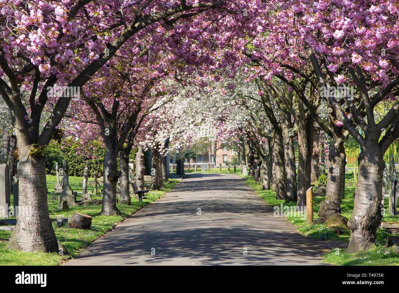 De beaux arbres en fleurs formant une canopée à St Mary's à Wandsworth, Londres Banque D'Images