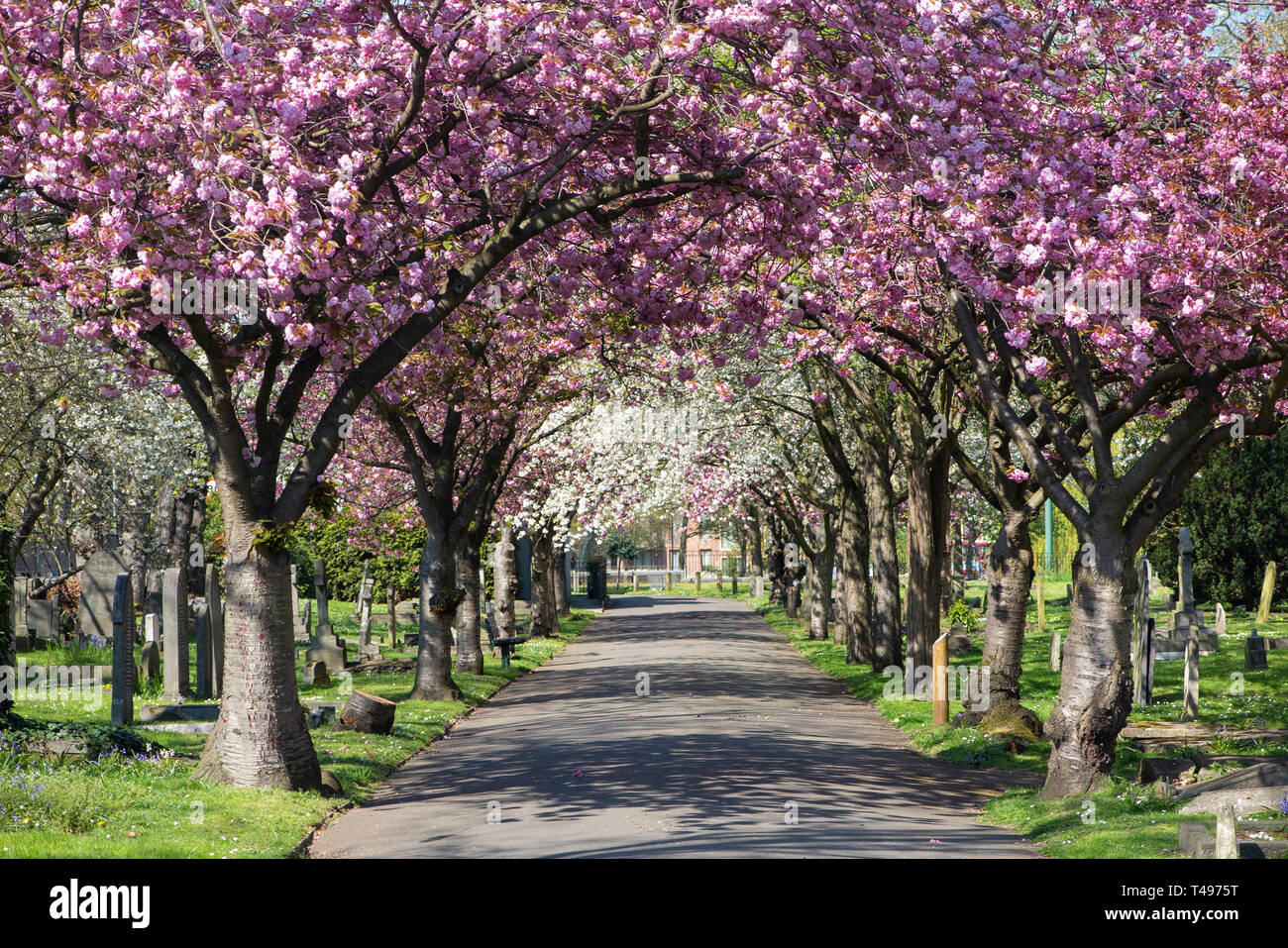 De beaux arbres en fleurs formant une canopée à St Mary's à Wandsworth, Londres Banque D'Images