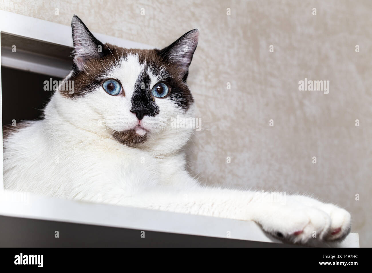 Un Chat De Race Demi Snow Shoe Regarde Par Le Trou Pour Les Chats Dans L Appartement Museau D Un Chat Et Pattes Avant Close Up Selective Focus Photo Stock Alamy
