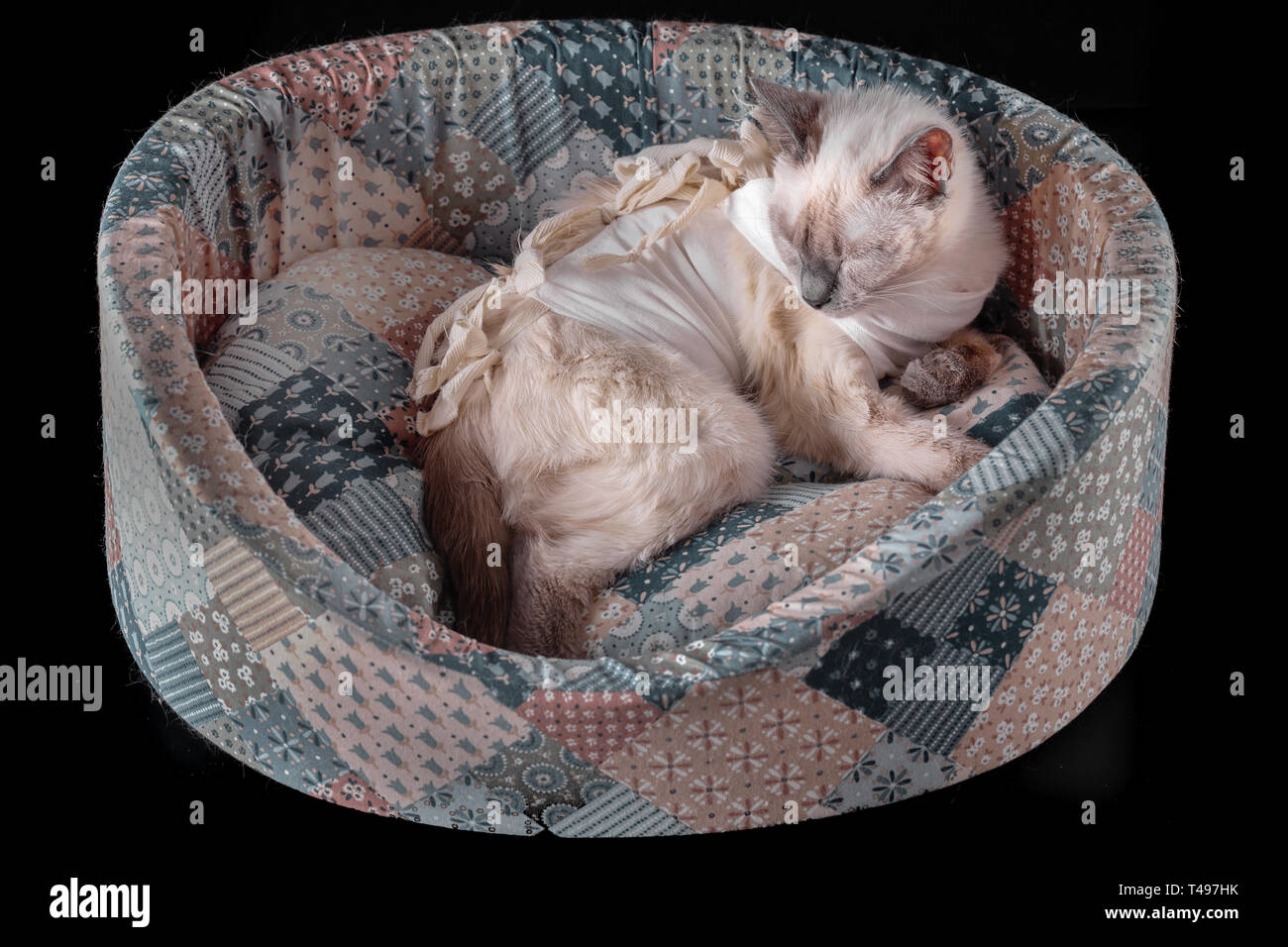 Thai Cat Est En Dormance Apres La Chirurgie Dans Un Pansement Postoperatoire Cat De La Lumiere Sur La Cuisiniere Banc Apres La Sterilisation Dans Un Pansement Sur Le Corps Zone Noire Photo