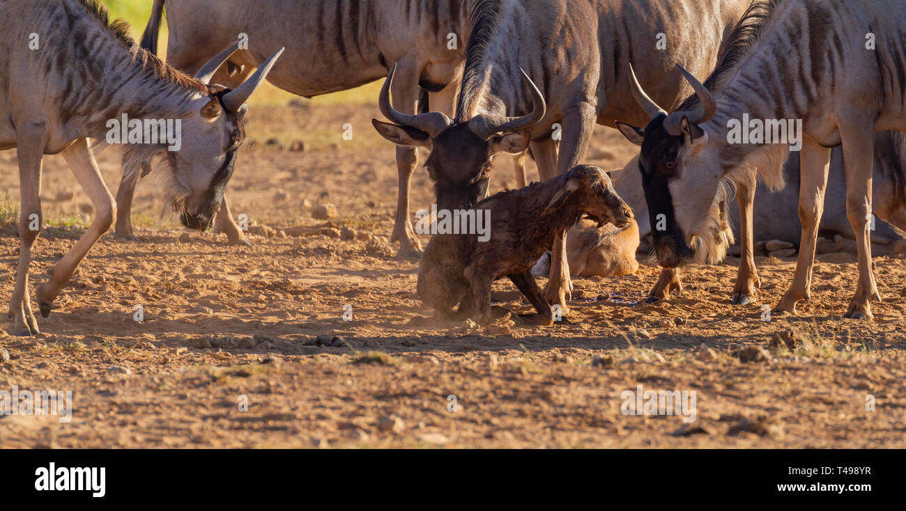 Le Gnou bleu Connochaetes taurinus naissance bébé veau nouveau-né de se présenter aux trys première fois entouré de mère Afrique Kenya Amboseli groupe féminin Banque D'Images