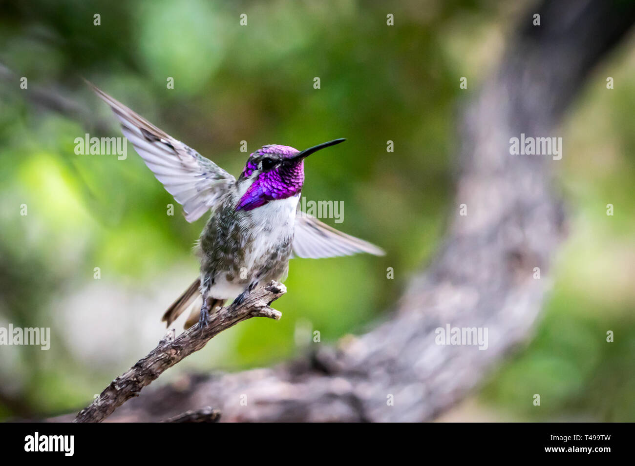 Gros plan d'un colibri mâle de Costa qui s'enchère d'une branche, ailes s'étirent Banque D'Images
