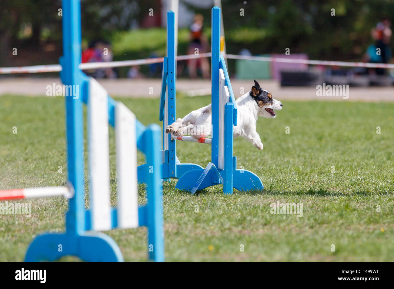 Petit mignon chien saute au-dessus de l'obstacle sur l'agilité de la concurrence sport Banque D'Images