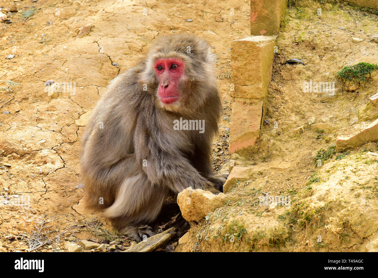 Macaque japonais, près de Kyoto, Japon Banque D'Images