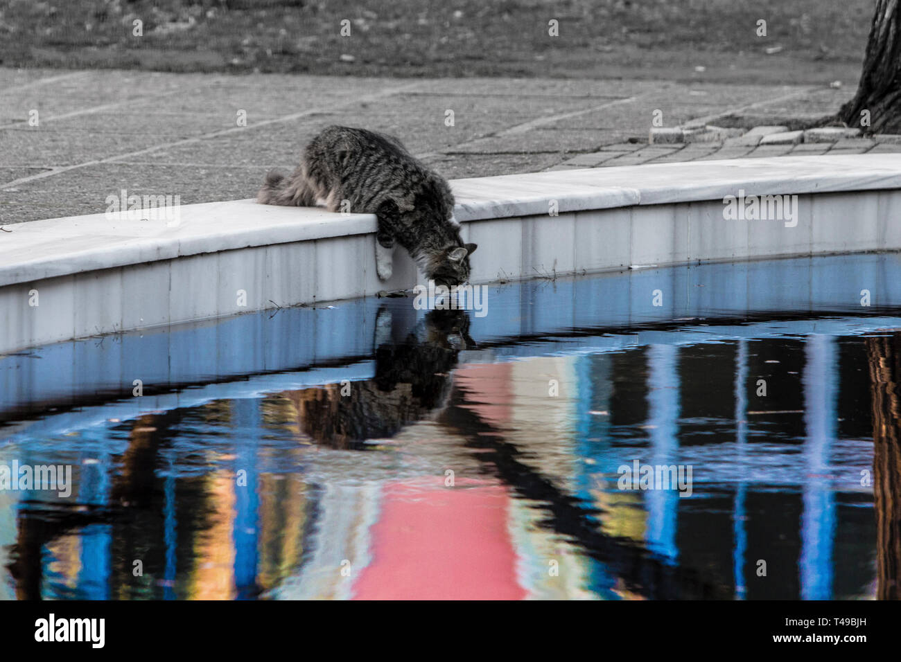 Un mackarel tabby chat à longs poils boit de l'eau d'une piscine décorative. La vie réelle par rapport à un imaginaire. Les nouvelles technologies numériques offrent un v à tort Banque D'Images