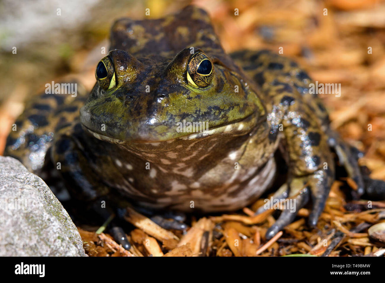 American Bullfrog assis au bord des étangs de soleil matinal. C'est une grenouille amphibie, et un membre de la famille des ranidés. Banque D'Images