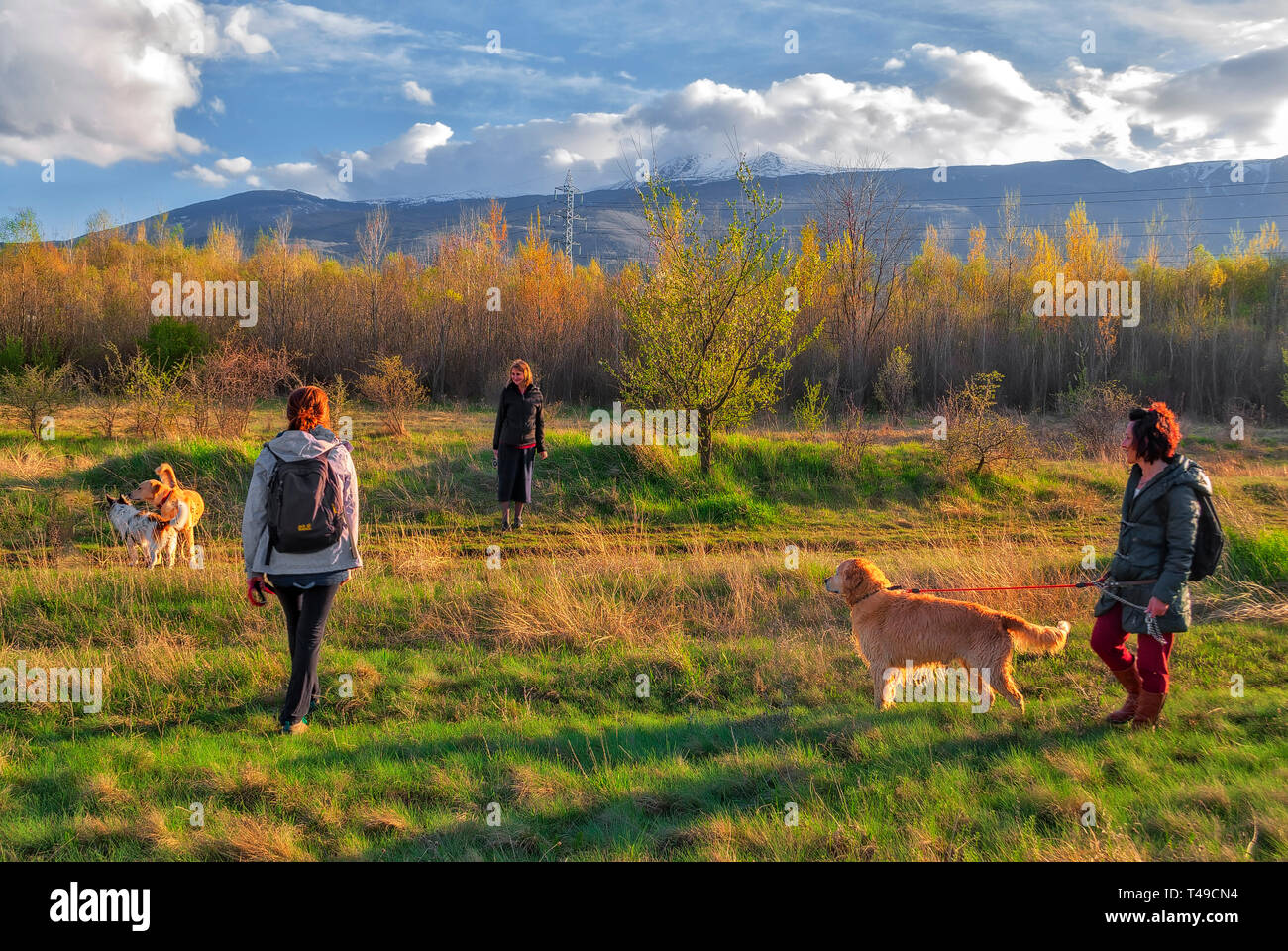 Promenade dans la nature avec les chiens Banque D'Images
