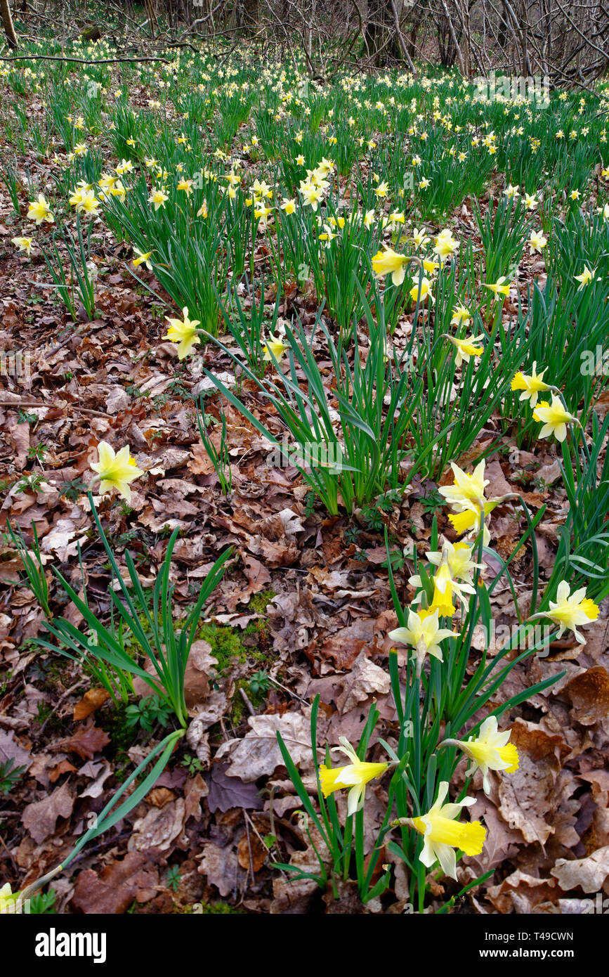 La JONQUILLE Narcissus pseudonarcissus sauvages - jonquilles sauvages à Dymock Woods, Newent, Gloucestershire, Royaume-Uni Banque D'Images