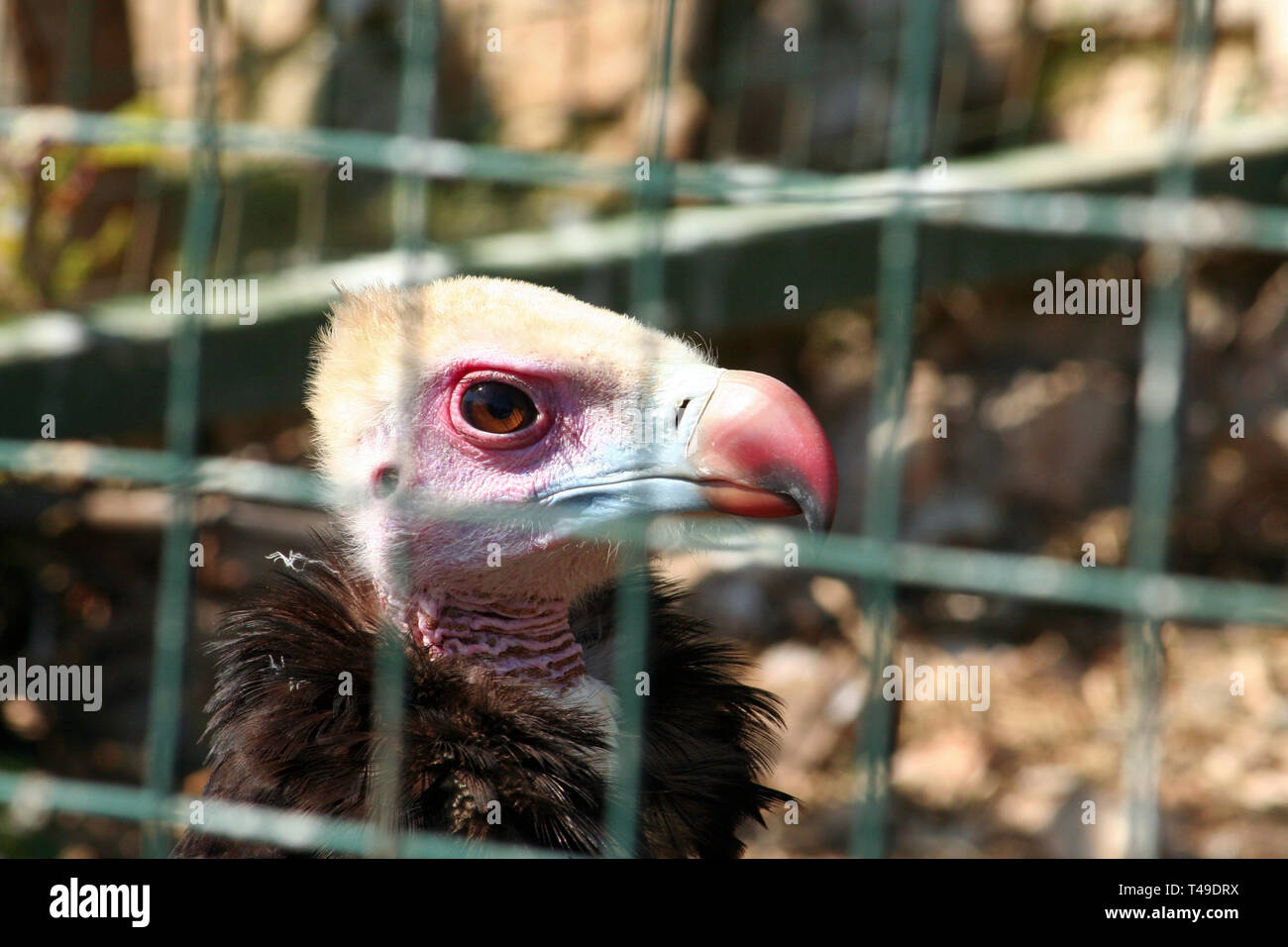 Une tête blanche (Trigonoceps vautour occipital). IUCN : En danger critique d'extinction (2015). Bien été produites dans Attica Zoological Park. Mai 2009. Banque D'Images