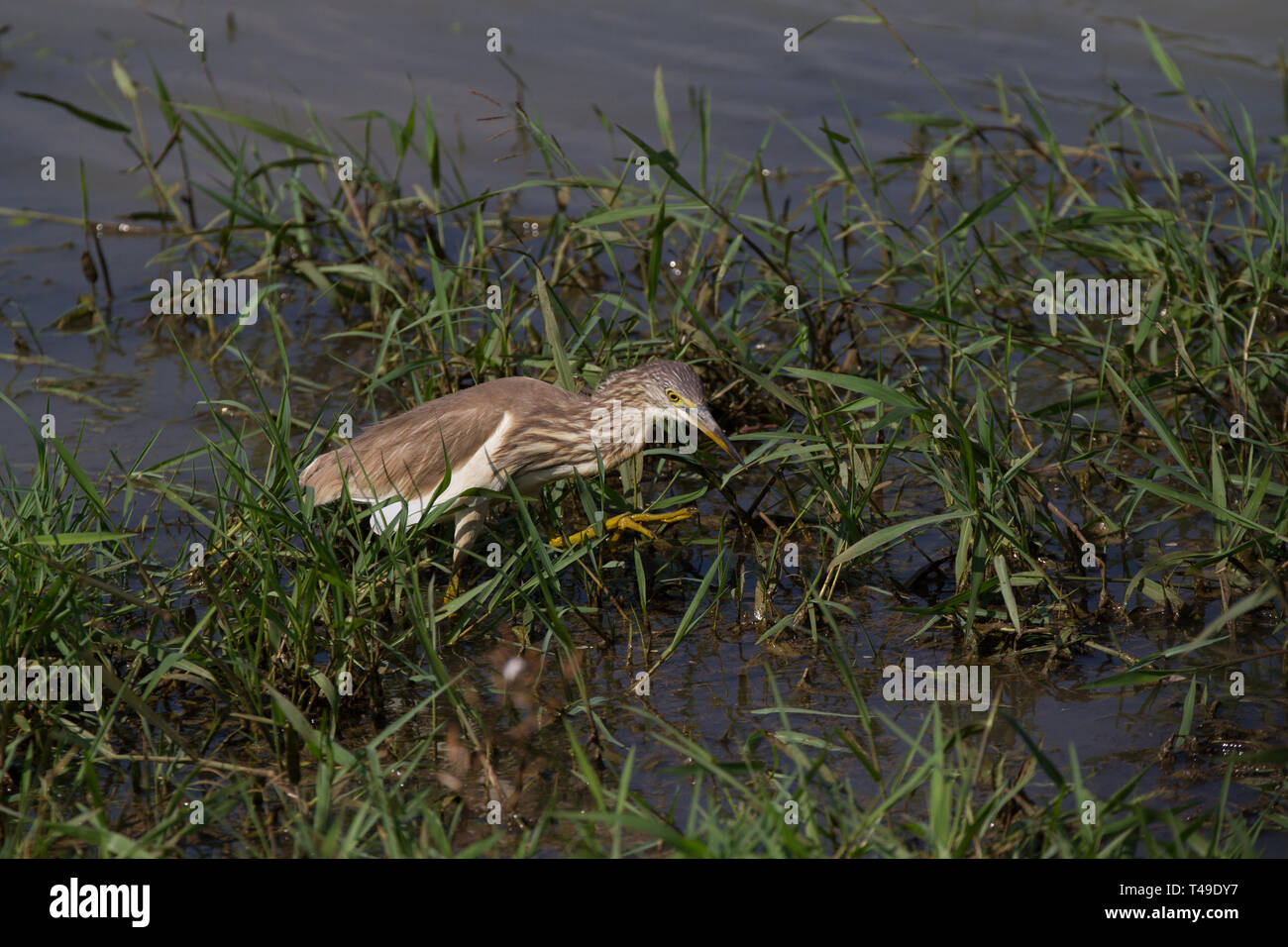 Indian Pond Heron. Ardeola grayii. Adulte seul à la chasse aux bords du lac. Le Sri Lanka. Banque D'Images