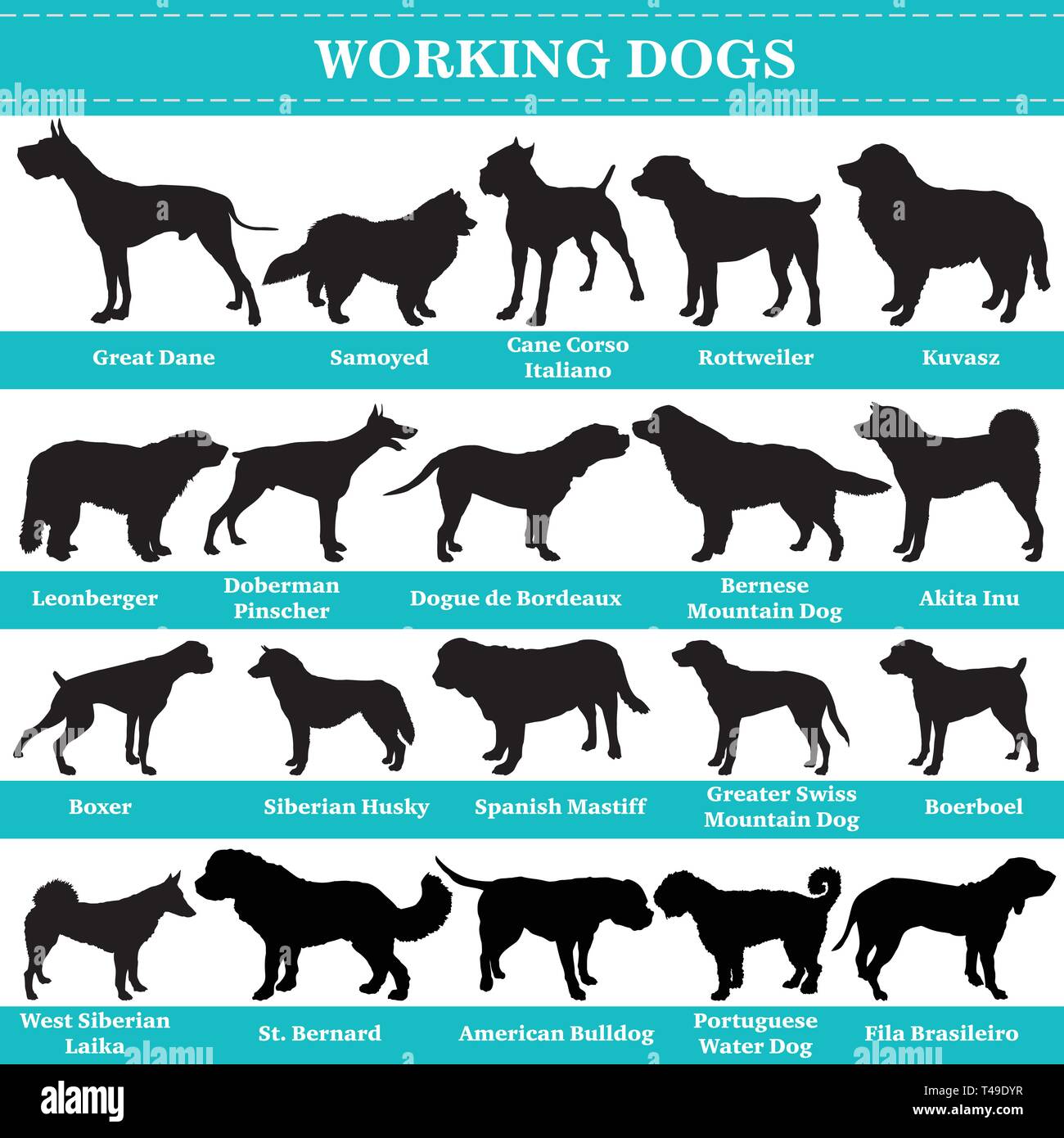 Ensemble de 20 chiens de travail. Vector set de chiens races de chiens debout dans profil. Les chiens isolés silhouettes race set en couleur noir sur fond blanc. Illustration de Vecteur