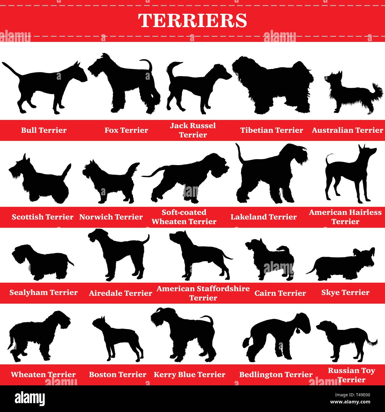 Ensemble de 20 chiens de terrier. Vector set de chiens races terrier debout dans profil. Les chiens isolés silhouettes race set en couleur noir sur fond blanc. Illustration de Vecteur