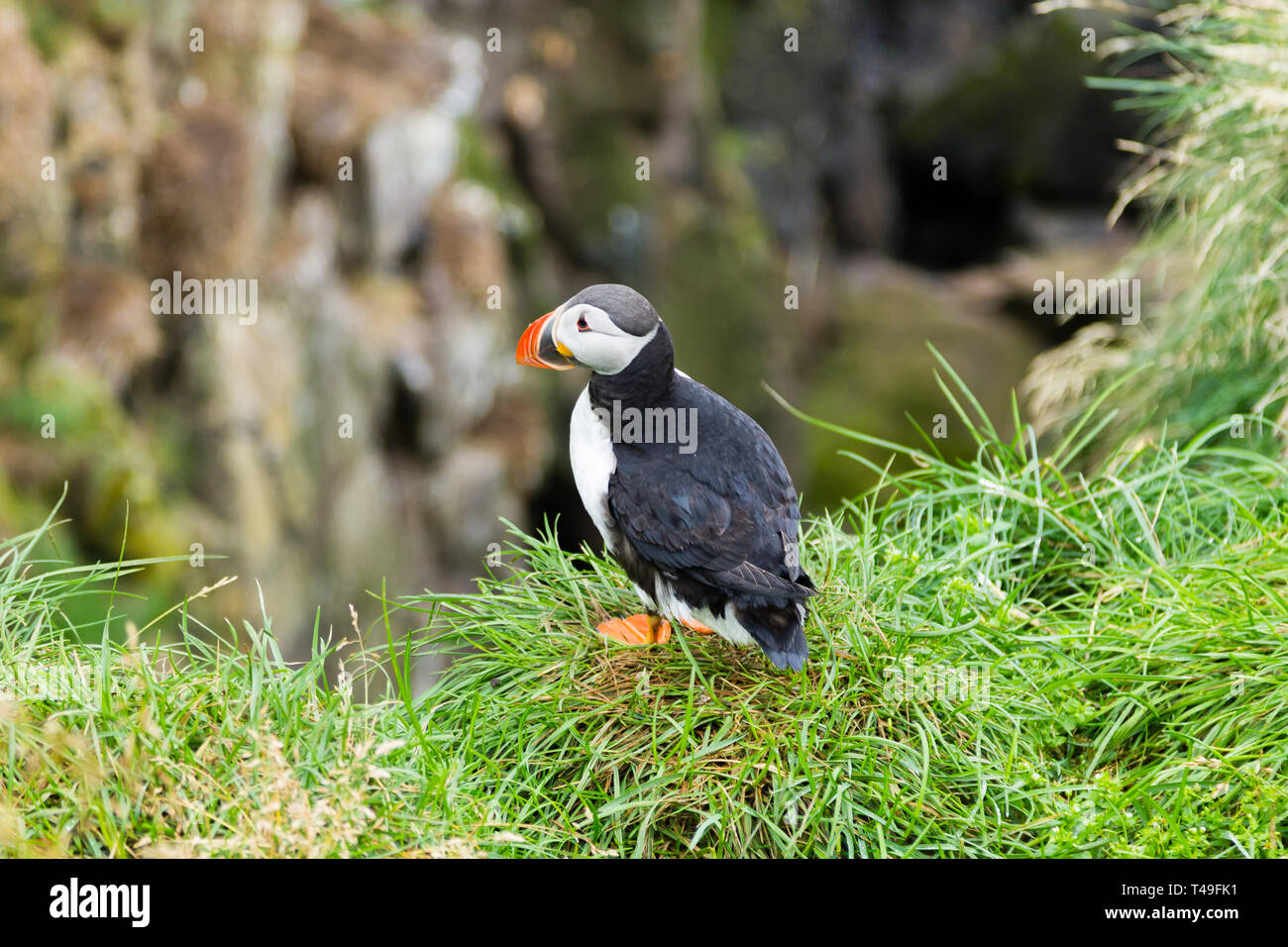 Macareux moine de Borgarfjordur fjord, est de l'Islande. La faune de l'Islande. Macareux moine commun. Fratercula arctica Banque D'Images Macareux moine de Borgarfjordur fjord, est de l'Islande. La faune de l'Islande. Macareux moine commun. Fratercula arctica Banque D'Images