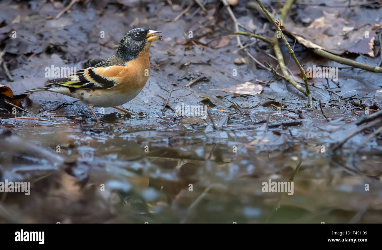 Pinson est situé sur forestleaf portée près de l'eau étang et boit de l'eau au printemps Banque D'Images