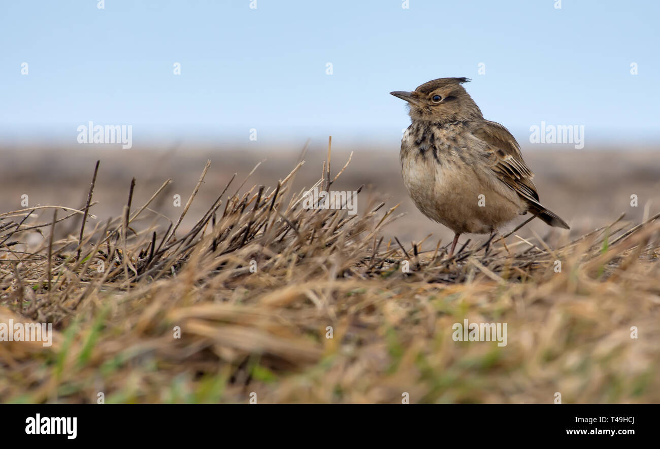 Crested Lark debout sur le sol avec de l'herbe jaune Banque D'Images