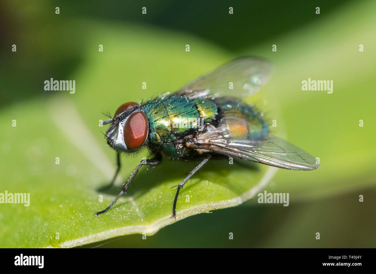 Macro Gros plan d'une bouteille verte voler (Lucilia sericata, Greenbottle fly), une mouche sur une feuille au printemps au Royaume-Uni. Banque D'Images