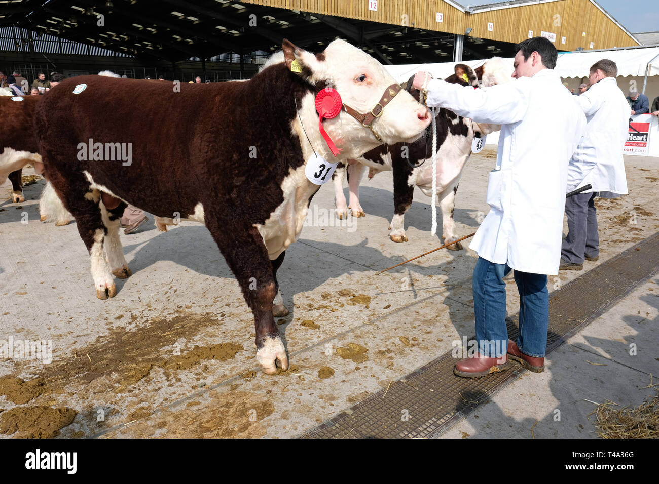 Marché de bovins Hereford, Hereford, UK - Lundi 15 Avril 2019 - Vente de printemps pour les bovins Hereford Hereford, la société race est connue dans le monde de la viande bovine de qualité animal. La vente a 119 animaux à Hereford du Royaume Uni dont 61 mâles et 58 femelles - Cette photo montre un jeune taureau né ( Mars 2017 ) qui s'était rendu à la vente aux enchères de l'Irlande du Nord. Photo Steven Mai / Alamy Live News Banque D'Images