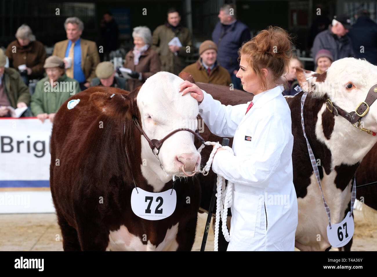 Marché de bovins Hereford, Hereford, UK - Lundi 15 Avril 2019 - Vente de printemps pour les bovins Hereford Hereford, la société race est connue dans le monde de la viande bovine de qualité animal. La vente a 119 animaux à Hereford du Royaume Uni dont 61 mâles et 58 femelles - Cette photo montre un jeune taureau né ( Mars 2018 ) qui s'était rendu à la vente aux enchères de Thame, Oxfordshire. Photo Steven Mai / Alamy Live News Banque D'Images