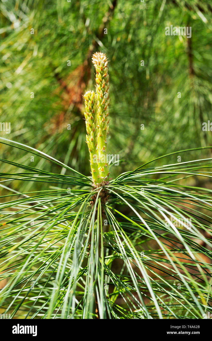 Détail de pin blanc de l'est également appelé pin Weymouth ou Pinus strobus  ,les cônes femelles sont minces , long avec des échelles et de l'apex  arrondi Photo Stock - Alamy