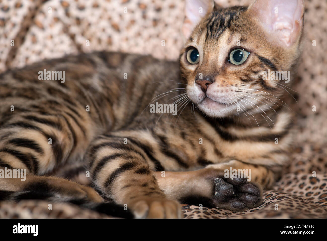 Chaton Bengal Pure Race Couche Sur Un Fond Imprime Leopard Photo Stock Alamy