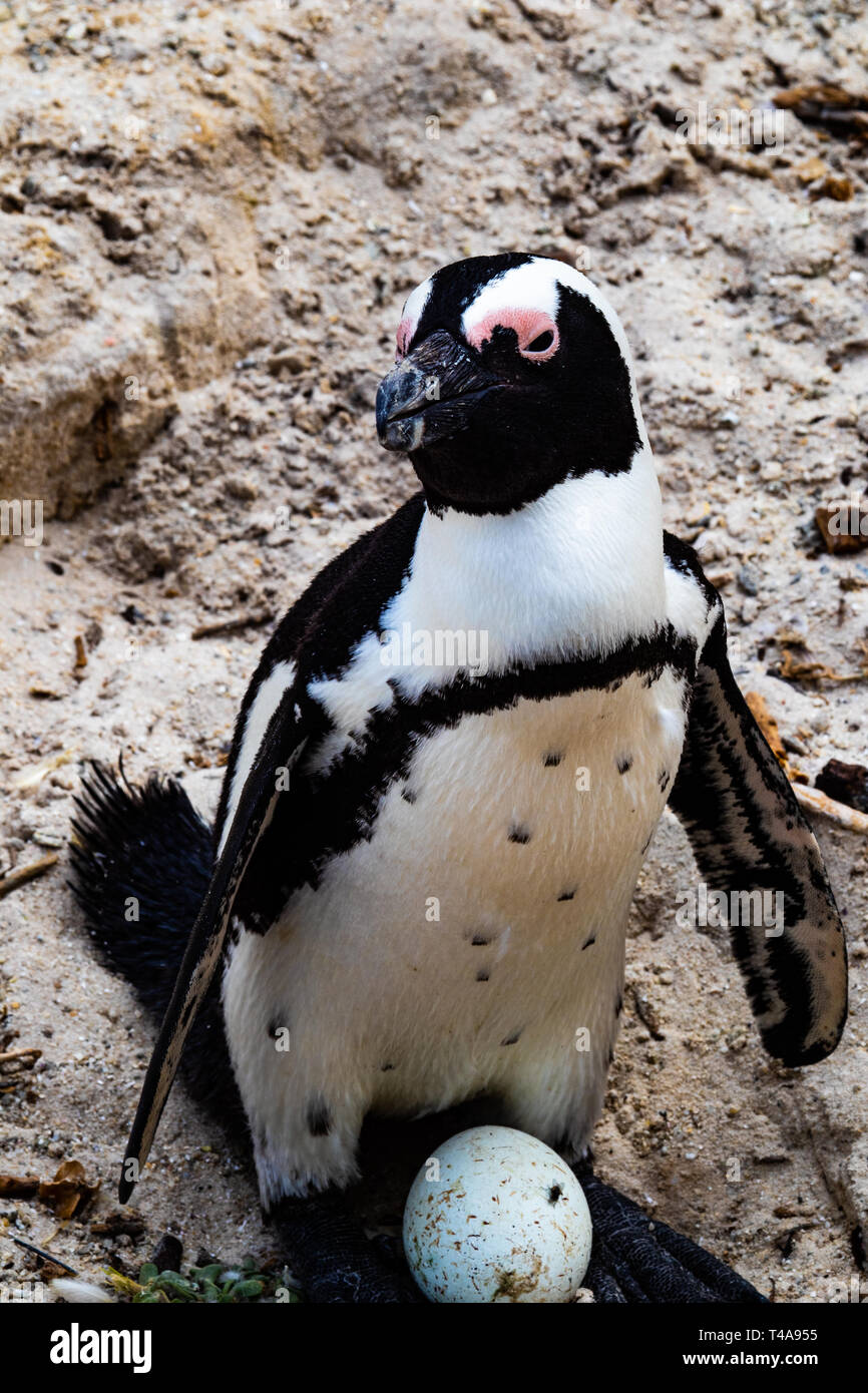 Un œuf de nidification des pingouins mâles Banque D'Images