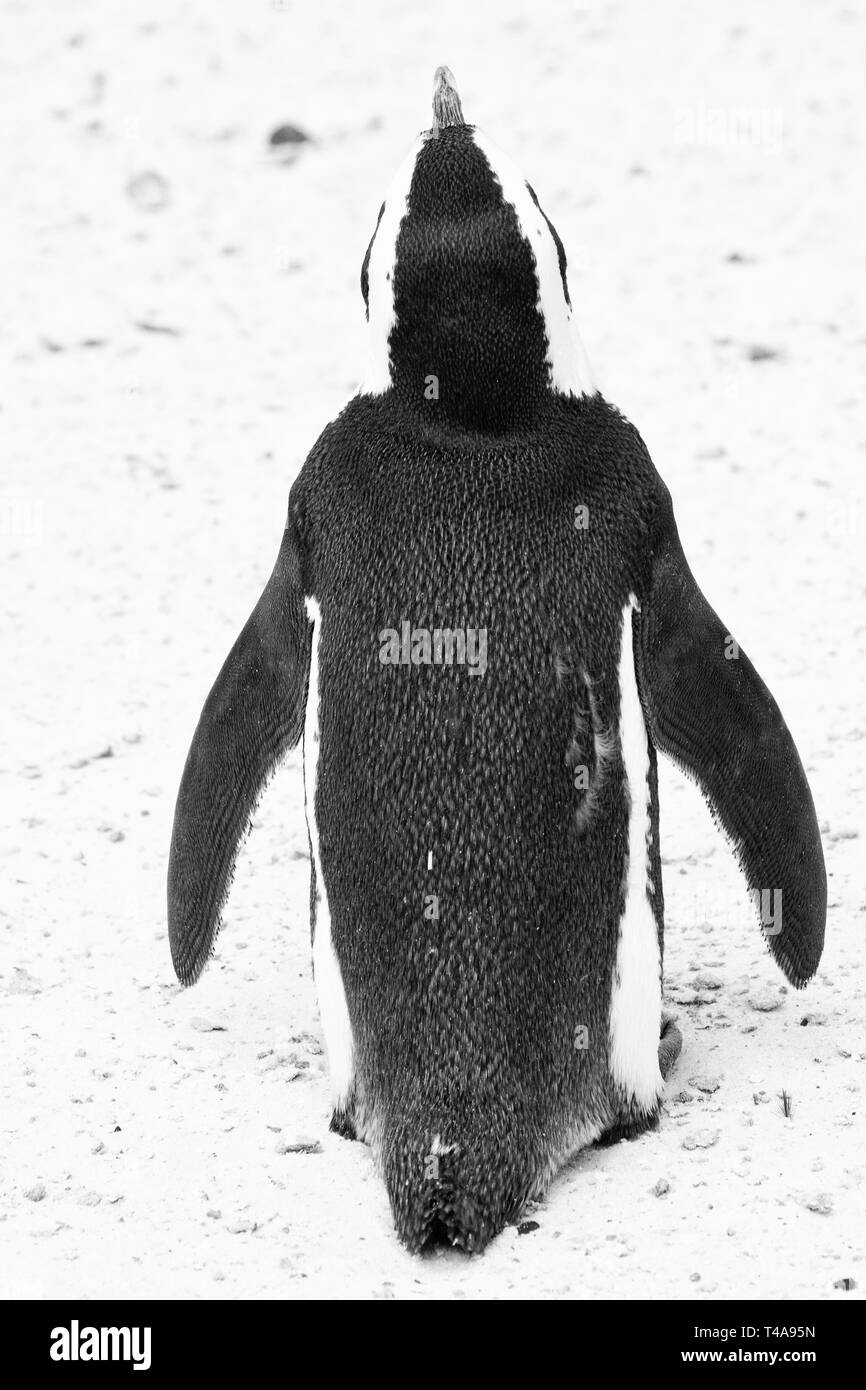 Penguin voir de l'arrière Banque D'Images