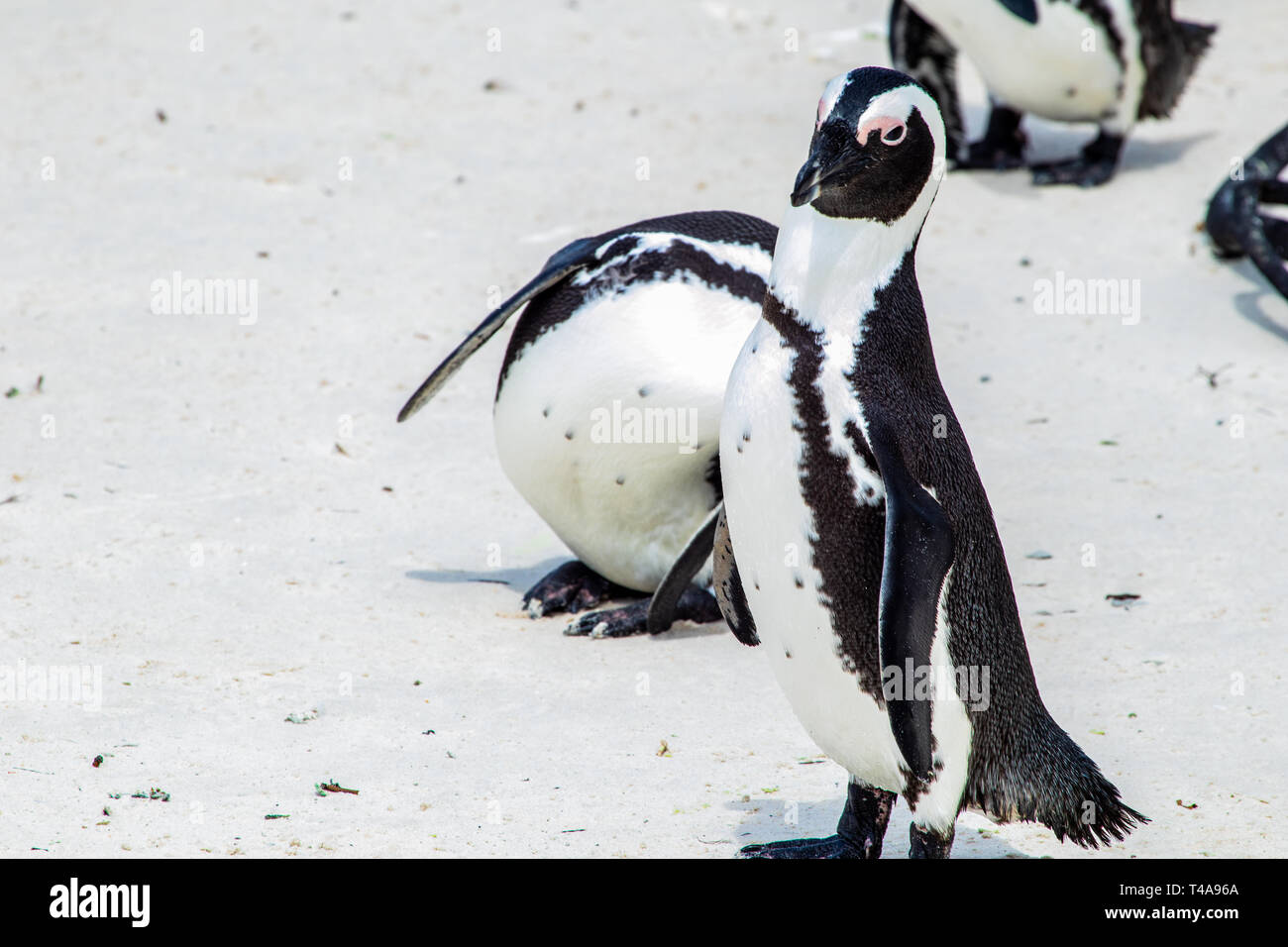 Deux pingouins relié par une bande unique Banque D'Images