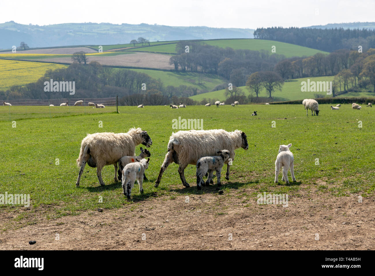 Agneaux dans le Devon, domaine agricole, l'Agriculture, de l'Angleterre, l'anglais, la culture, le Parc National d'Exmoor, ferme, de la liberté, de l'herbe, pâturage, l'élevage, Mam Banque D'Images