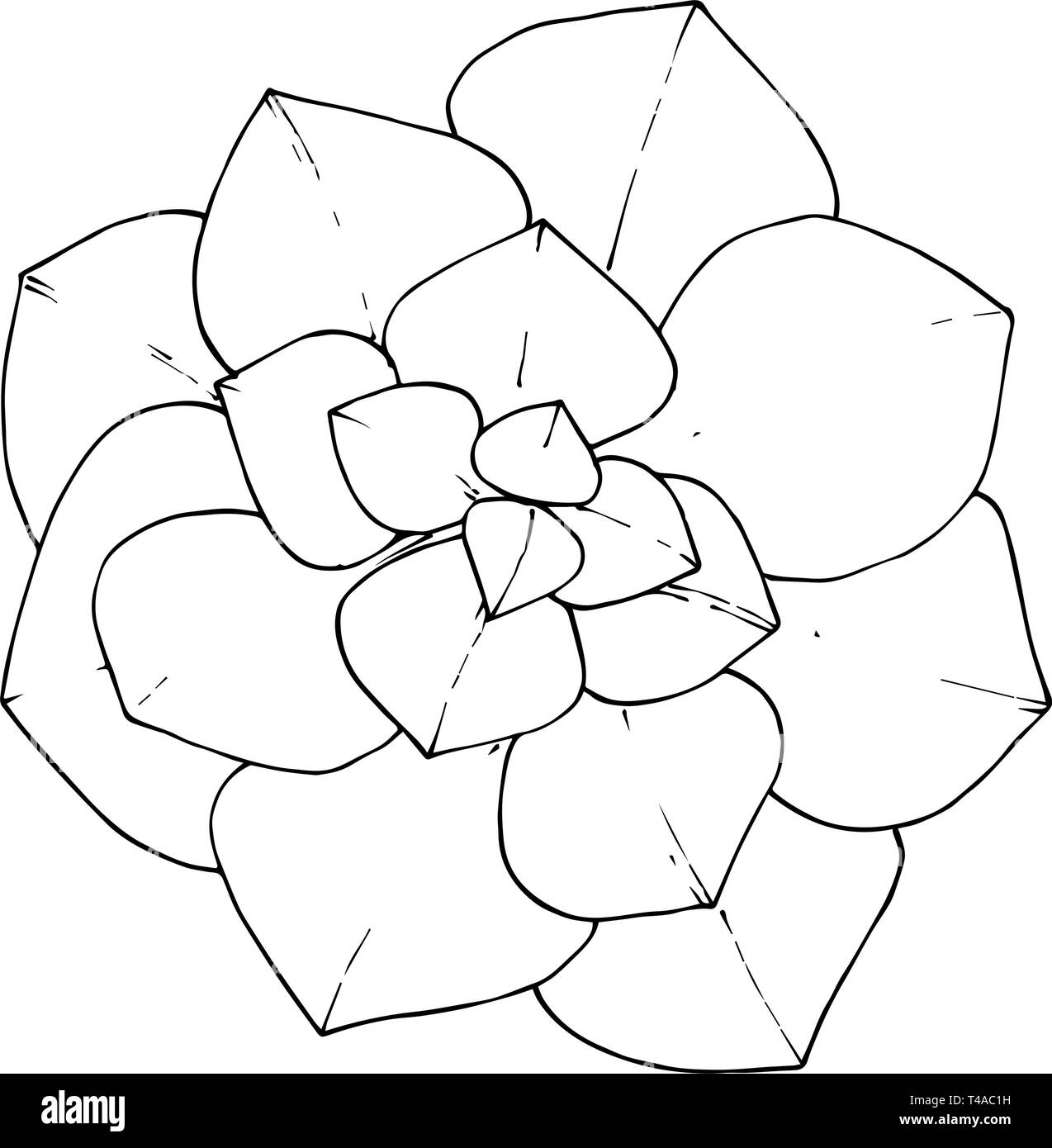 Vector floral fleur botanique succulentes. Gravée en noir et blanc L'art de l'encre. élément illustration succulentes isolés Illustration de Vecteur
