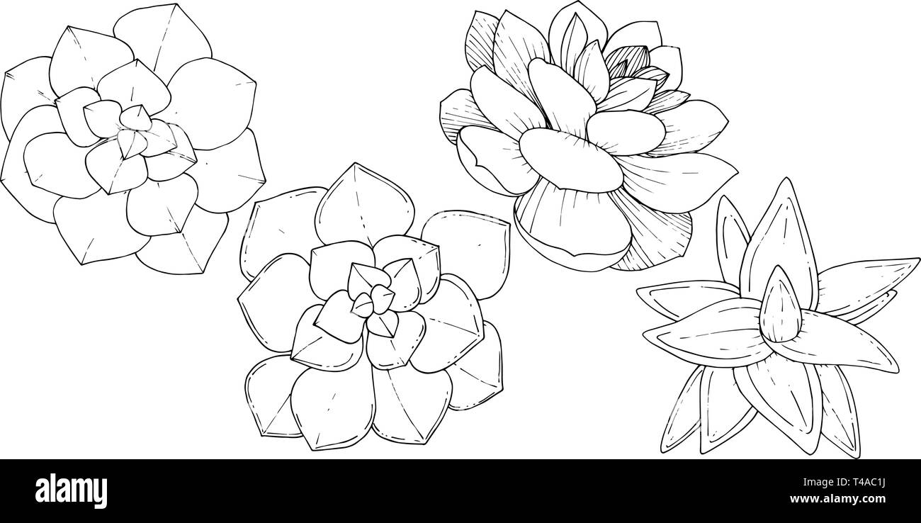Vector floral fleur botanique succulentes. Gravée en noir et blanc L'art de l'encre. élément illustration succulentes isolés Illustration de Vecteur