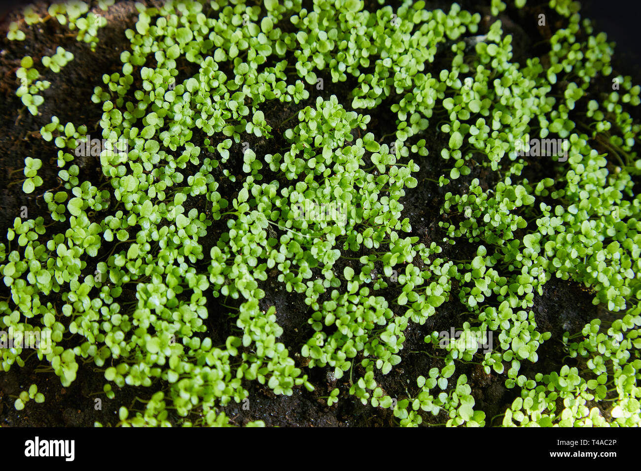 Sweet alyssum plants close up, les plants de jardin des fleurs au printemps, les pousses des plantes de rocaille populaire Banque D'Images