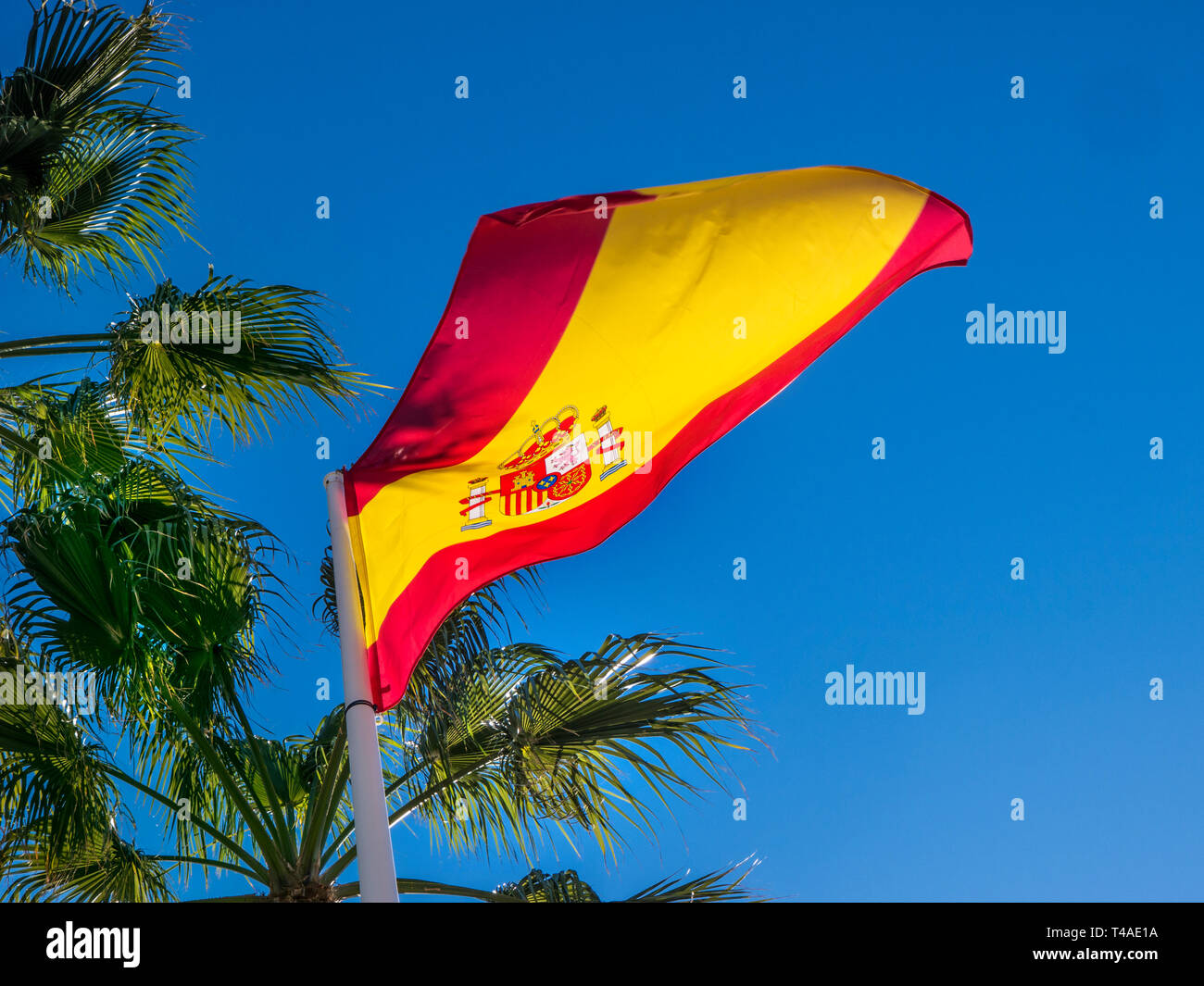 Déploiement du drapeau espagnol et ondulant dans une brise de mer sur mât avec des palmiers derrière à San Pedro de Alcantara, Malaga Costa del Sol Espagne Banque D'Images