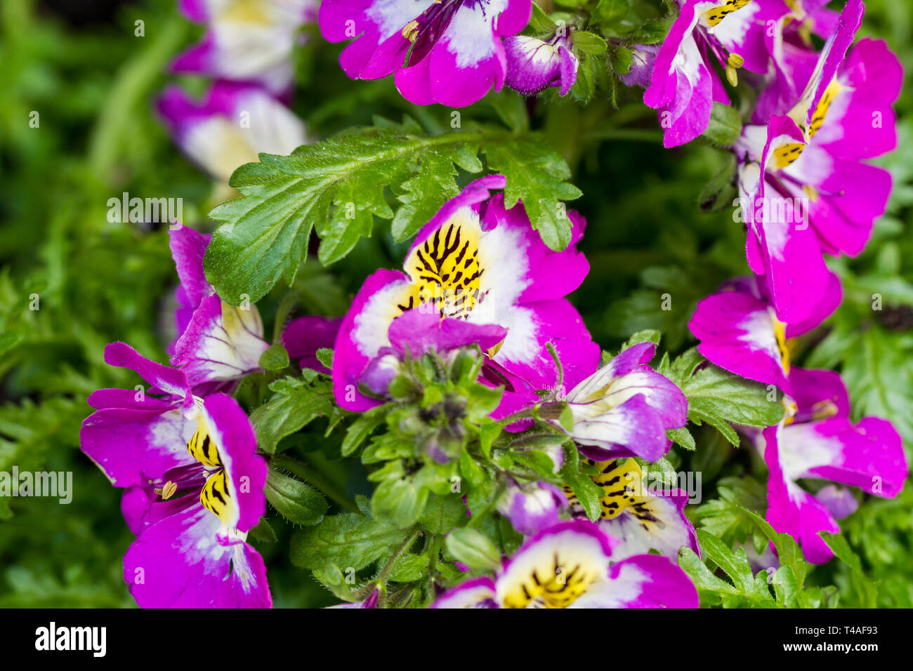 Schizanthus pinnatus, fleurs papillon bavarois. United Kingdom Banque D'Images