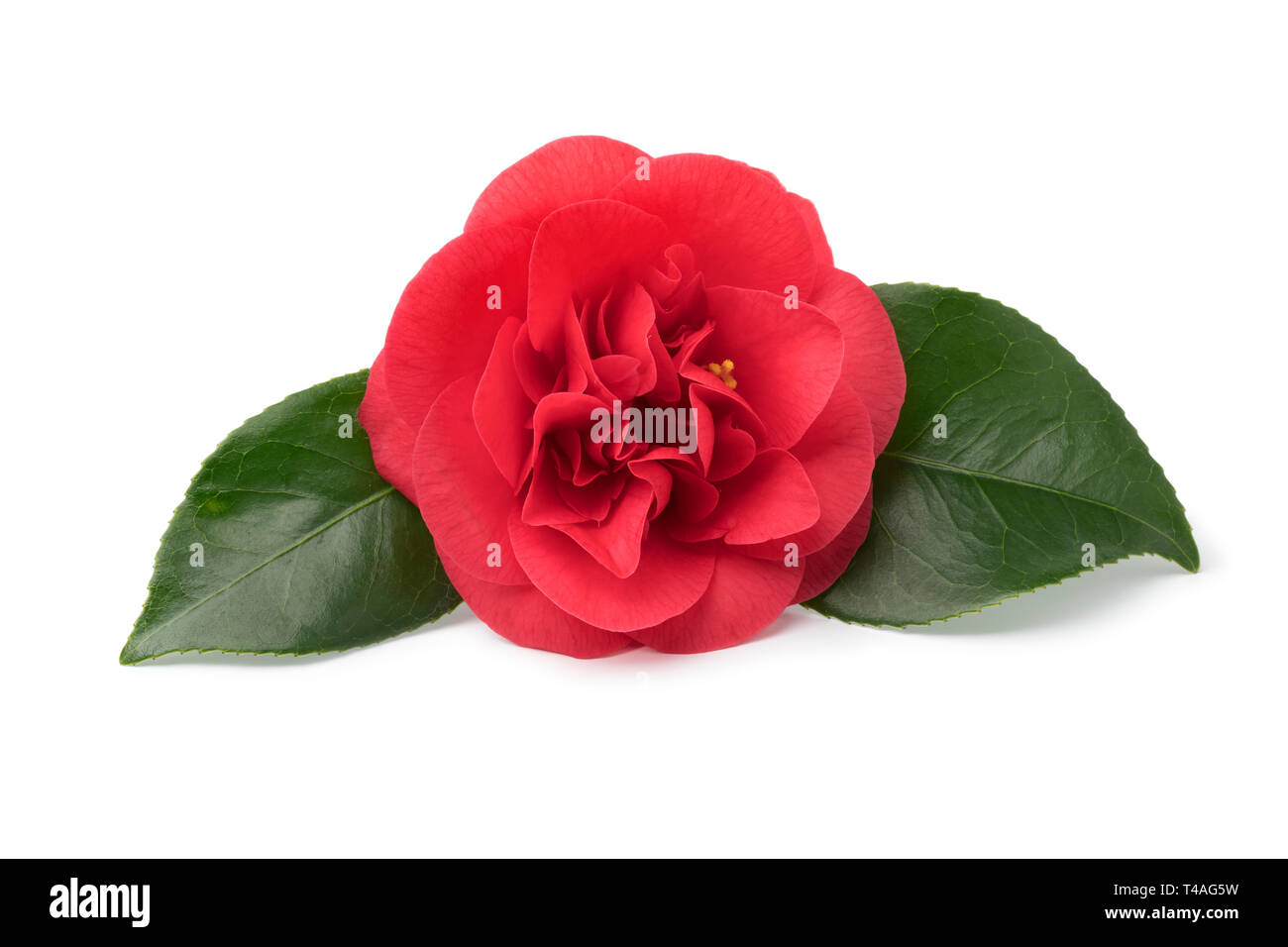 Seule fleur de camélia rose et vert feuilles isolées sur fond blanc Banque D'Images