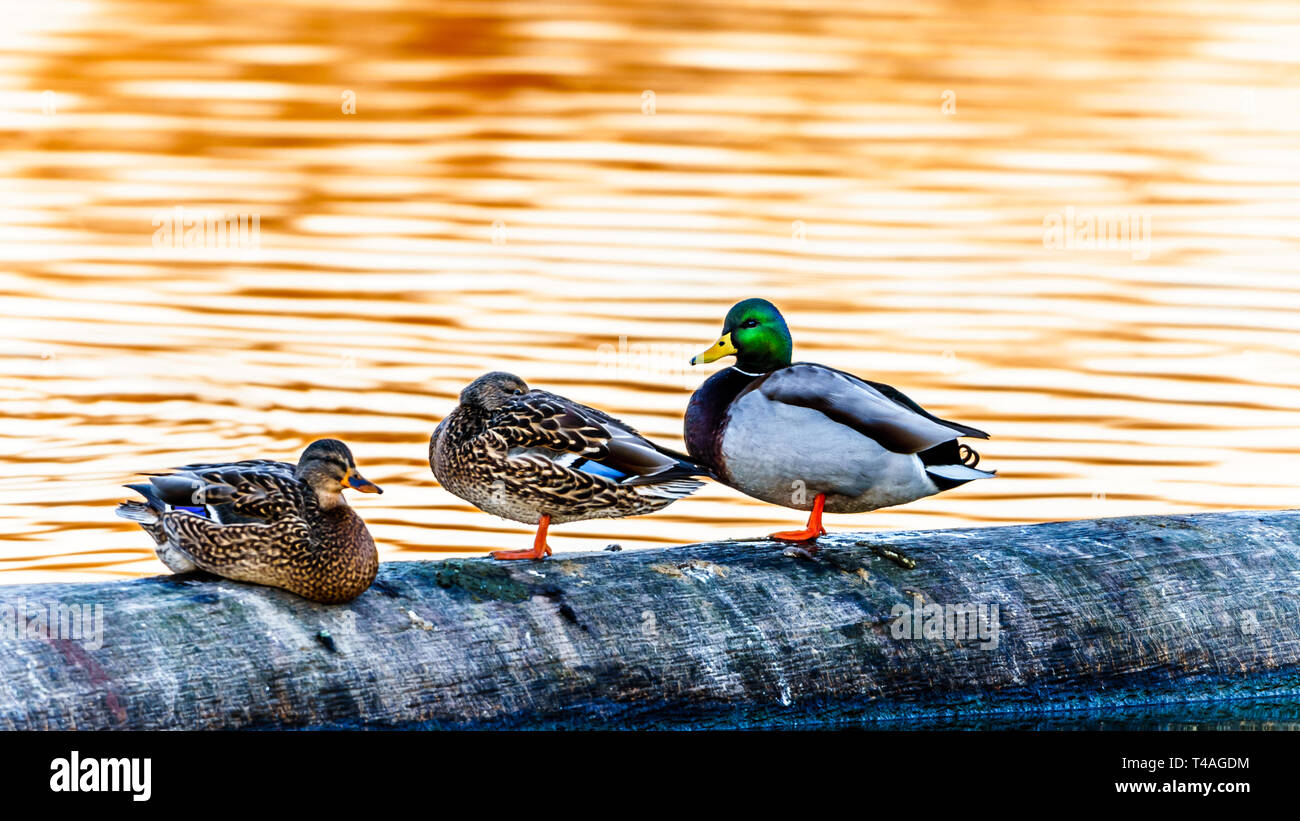 Les Canards colverts au coucher du soleil dans une lagune dans le refuge d'oiseaux de l'Reifel la réserve nationale de faune sur Westham Island près de Ladner en C.-B., Canada Banque D'Images