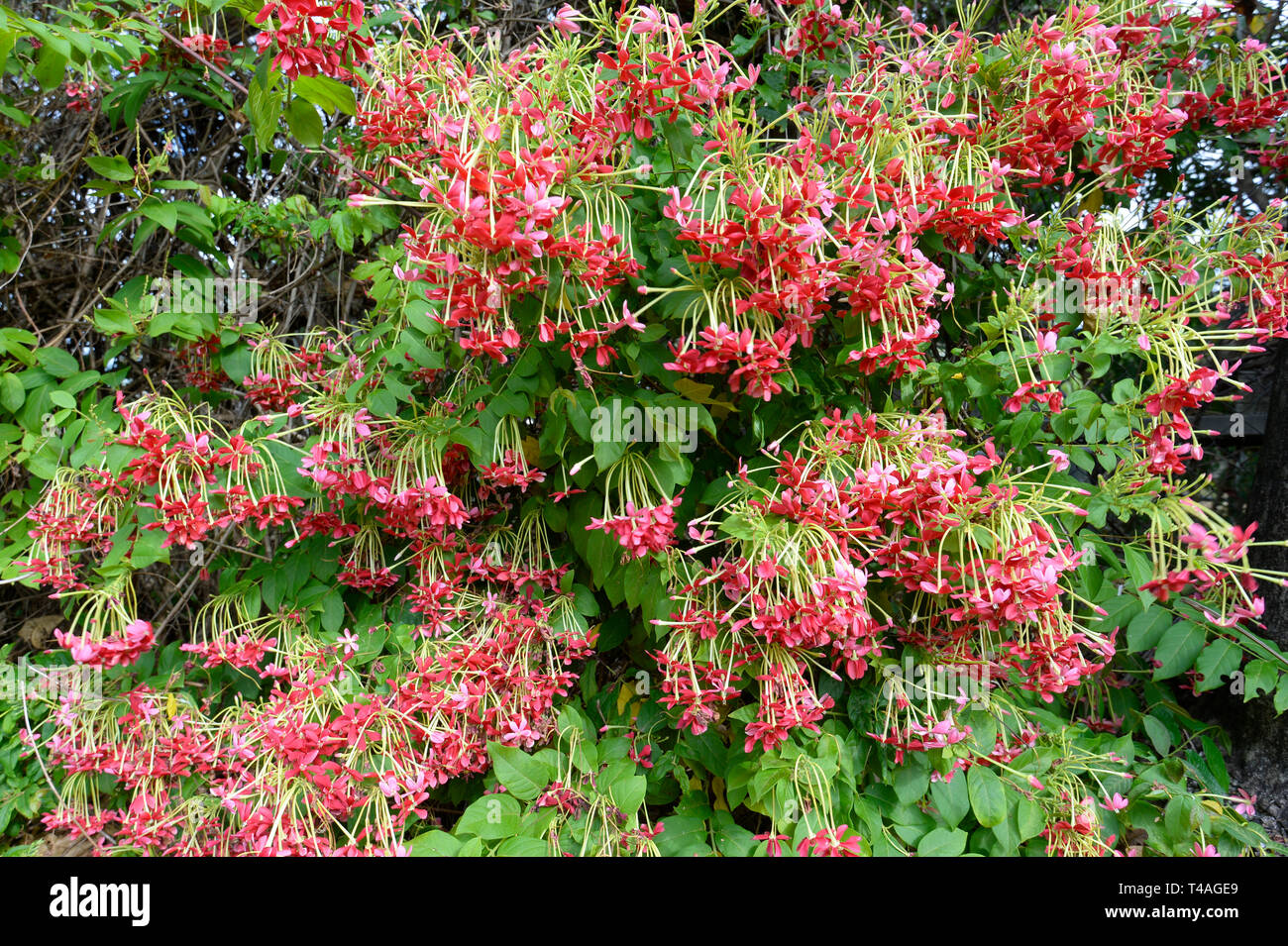 Rangoon ou rampantes Chèvrefeuille chinois (Combretum indicum) est une vigne d'ornement avec des grappes de fleurs rouge Banque D'Images