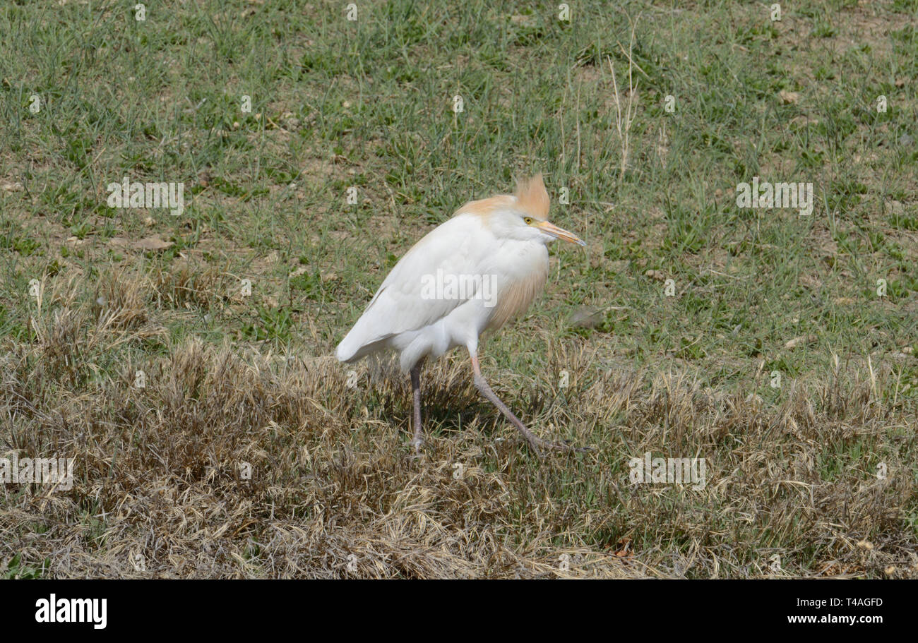 Western Cattle egret Bubulcus ibis ou avec plumage nuptial sur lac avec nouveau printemps la végétation commence à peine à couvrir le terrain Banque D'Images