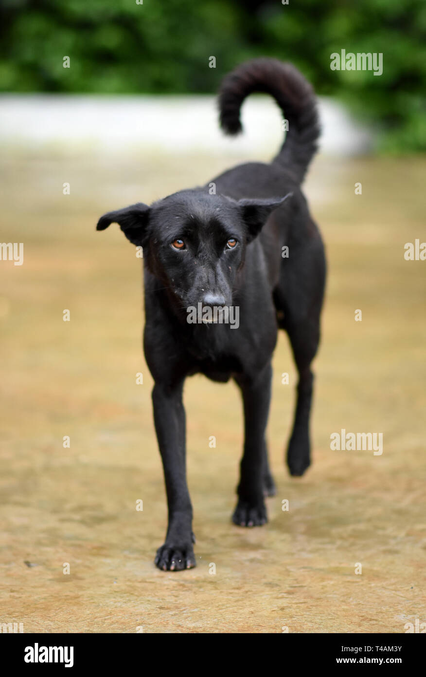 Les Indiens mignon chien errant Banque D'Images