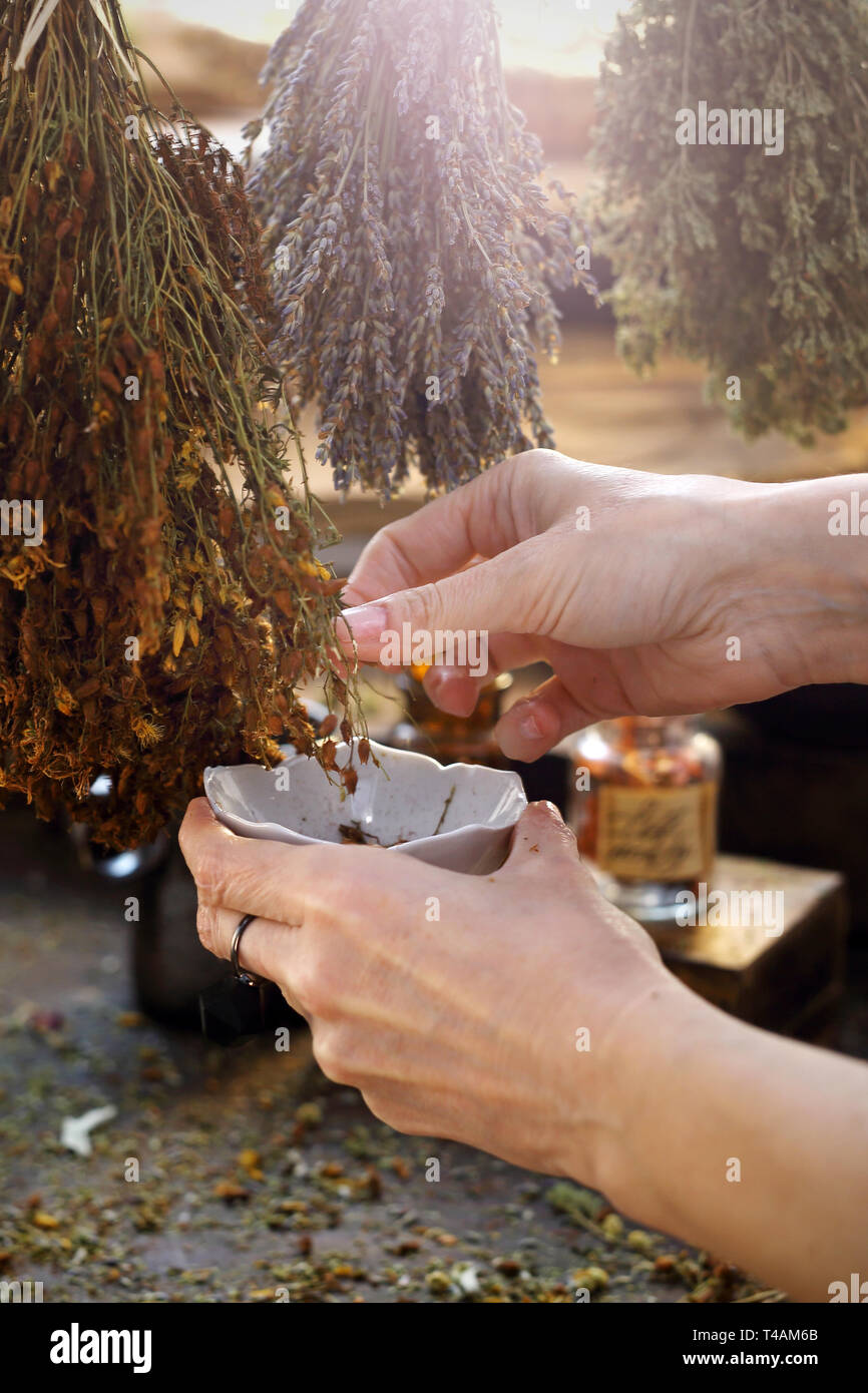 Les médicaments à base de plantes. L'herboriste recueille le millepertuis séché pour préparer une médecine de fines herbes. Banque D'Images