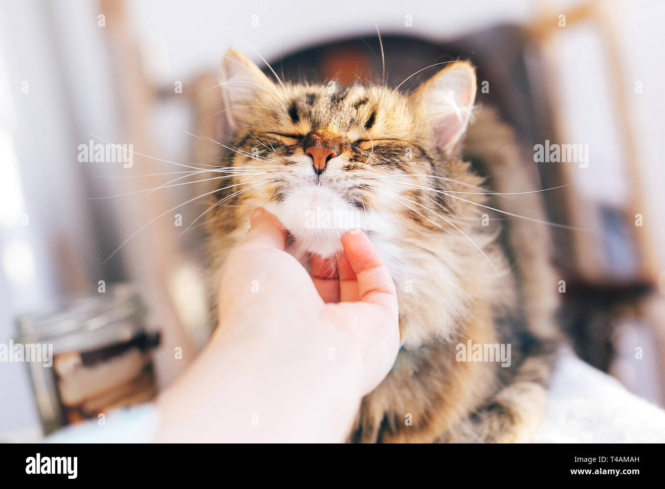 Caressant La Main Proprietaire Chat Mignon Sur Table Maine Coon Avec Drole De Detente Emotions A L Interieur Personne Petting Chat Doux Moment Adorable Ami Poilu Ado Photo Stock Alamy