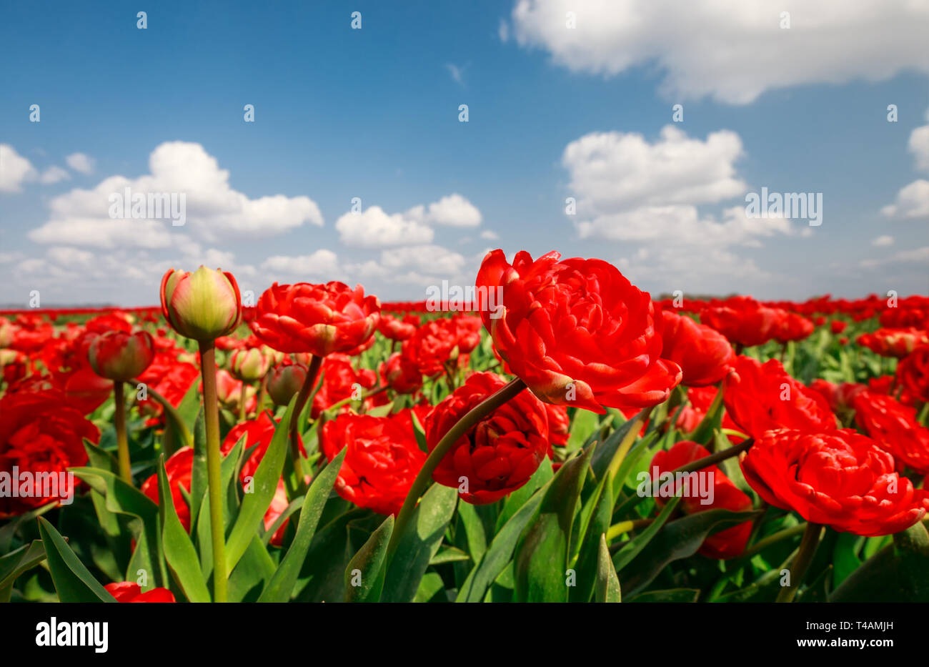 Belles tulipes rouges sur ciel bleu à l'extérieur Banque D'Images