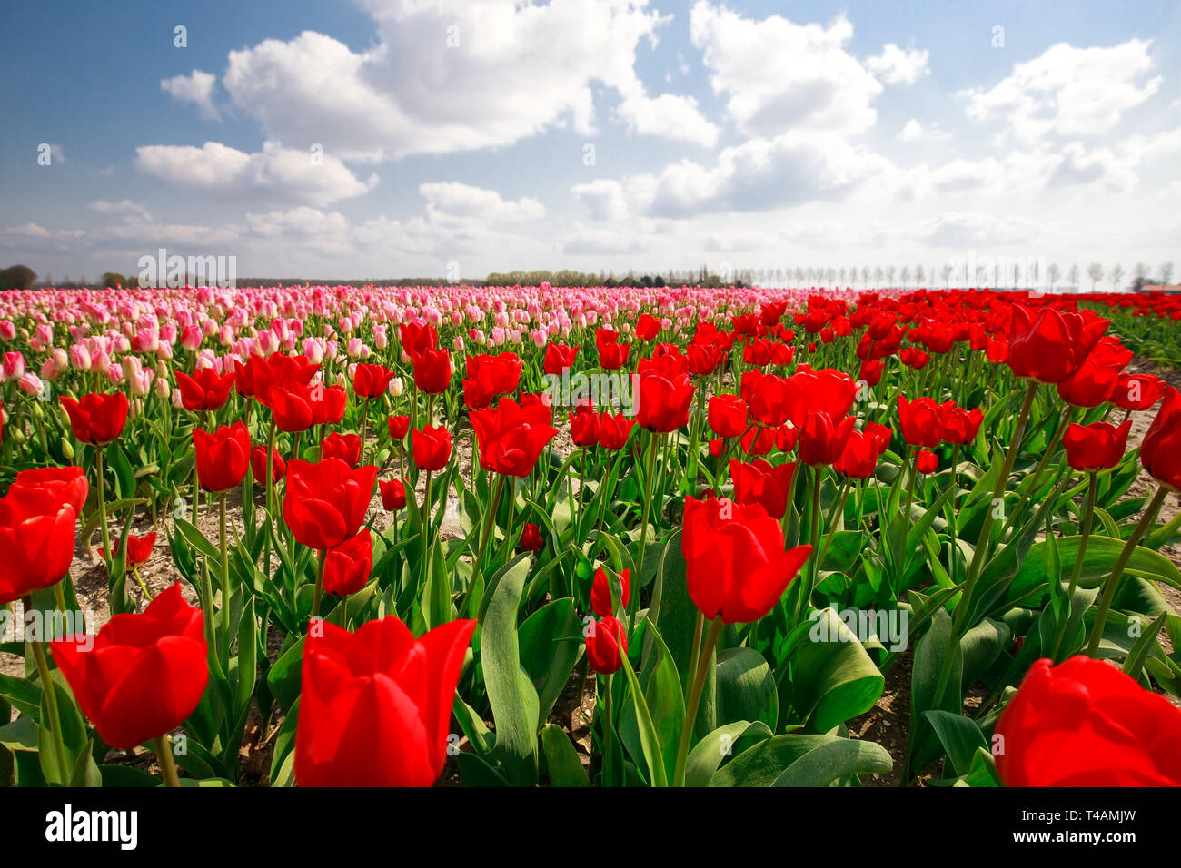 Champ de tulipes rouge, rose et bleu ciel sur sunny day Banque D'Images